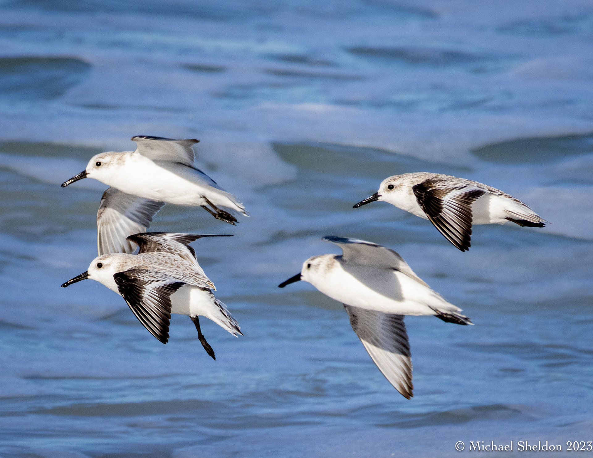Sanderlings