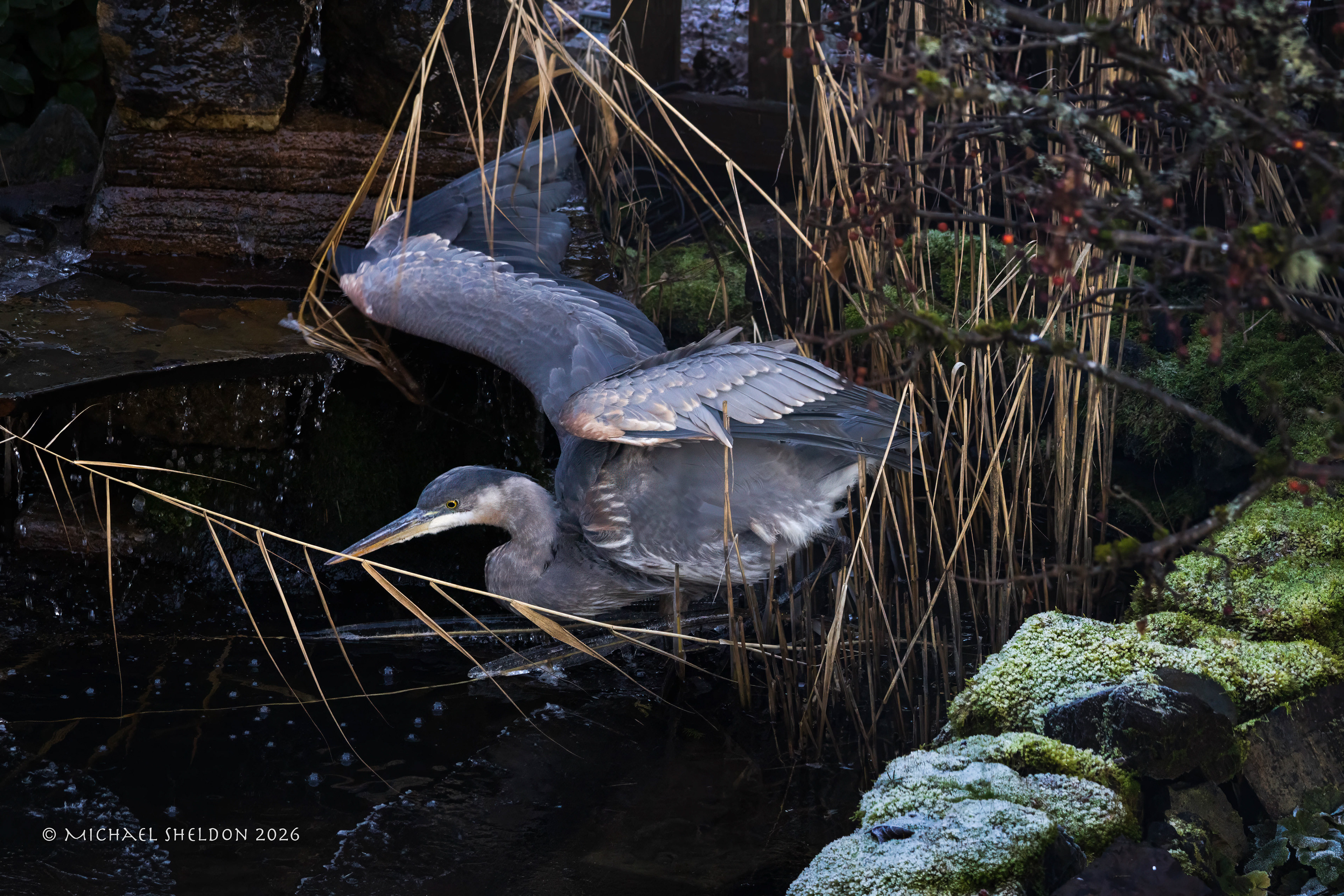 GBH--backyard visitor