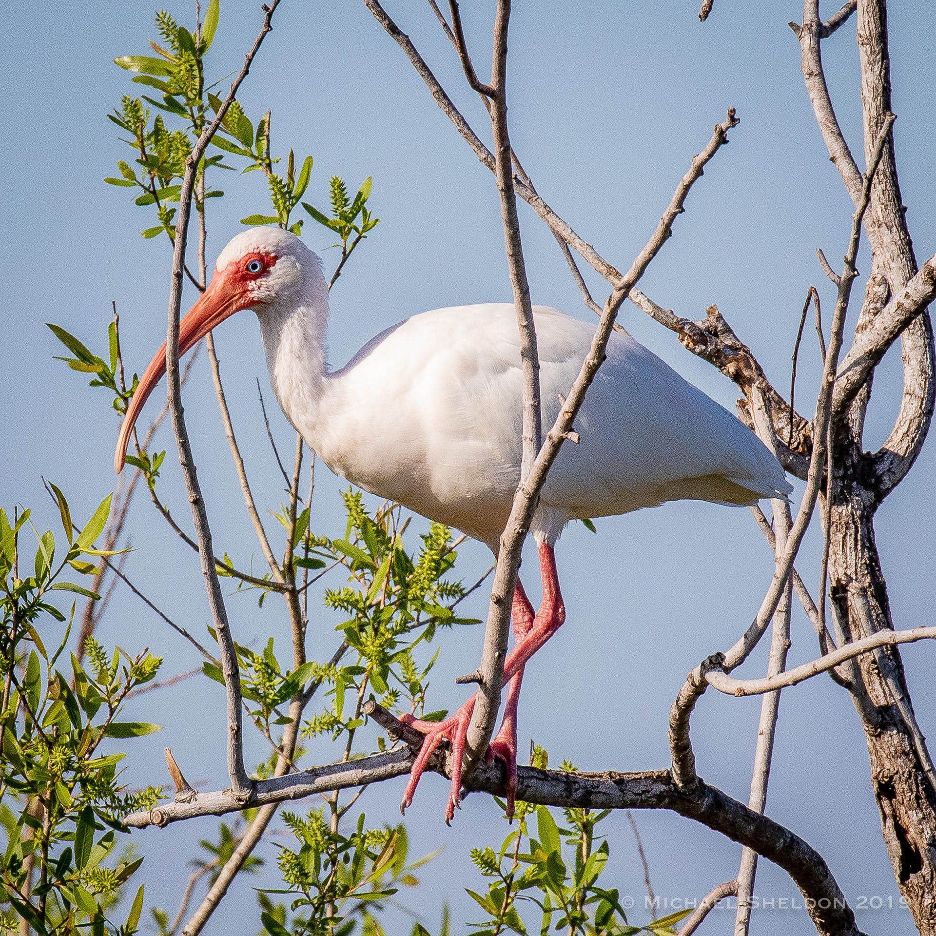 White Ibis