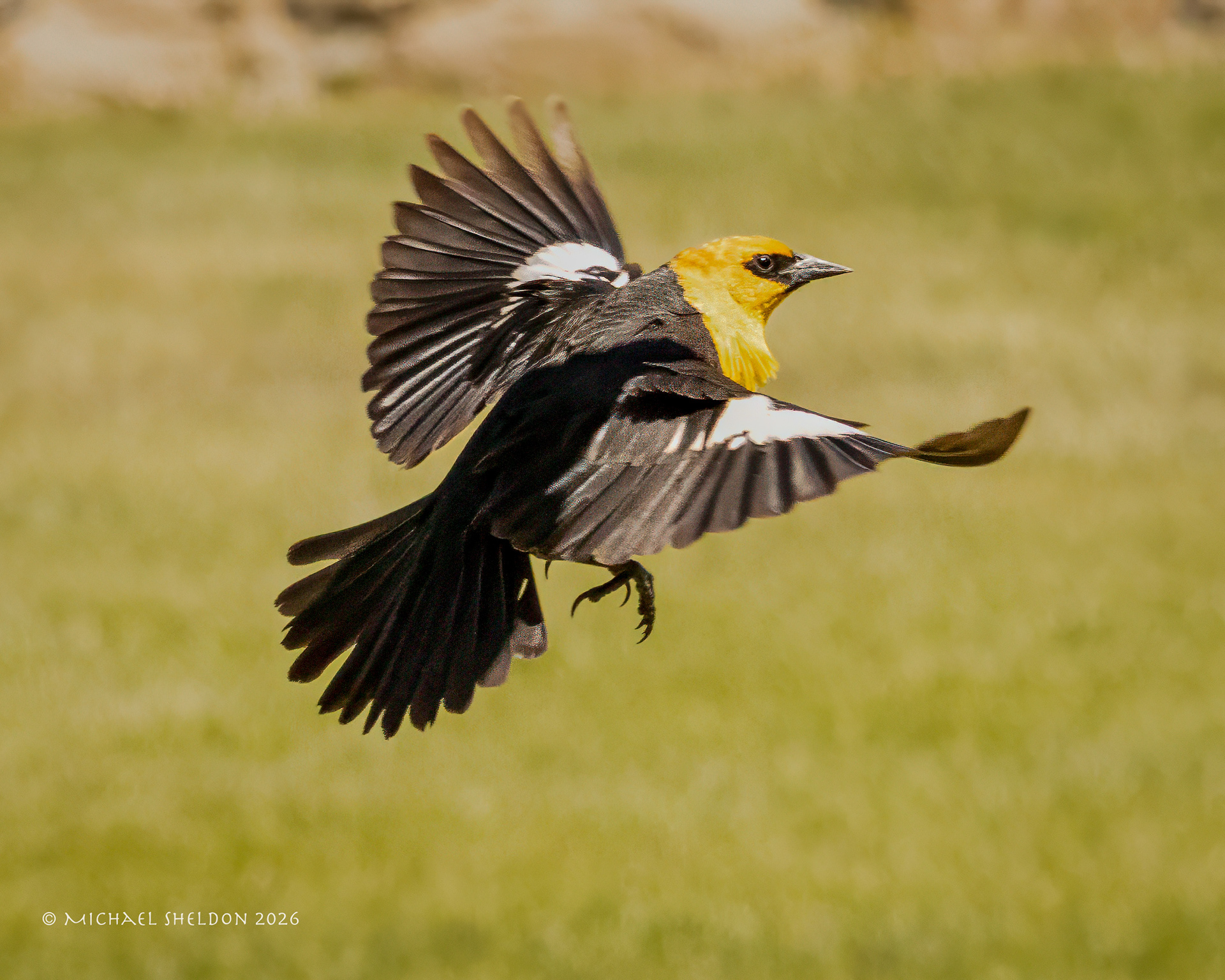 Yellow-headed blackbird