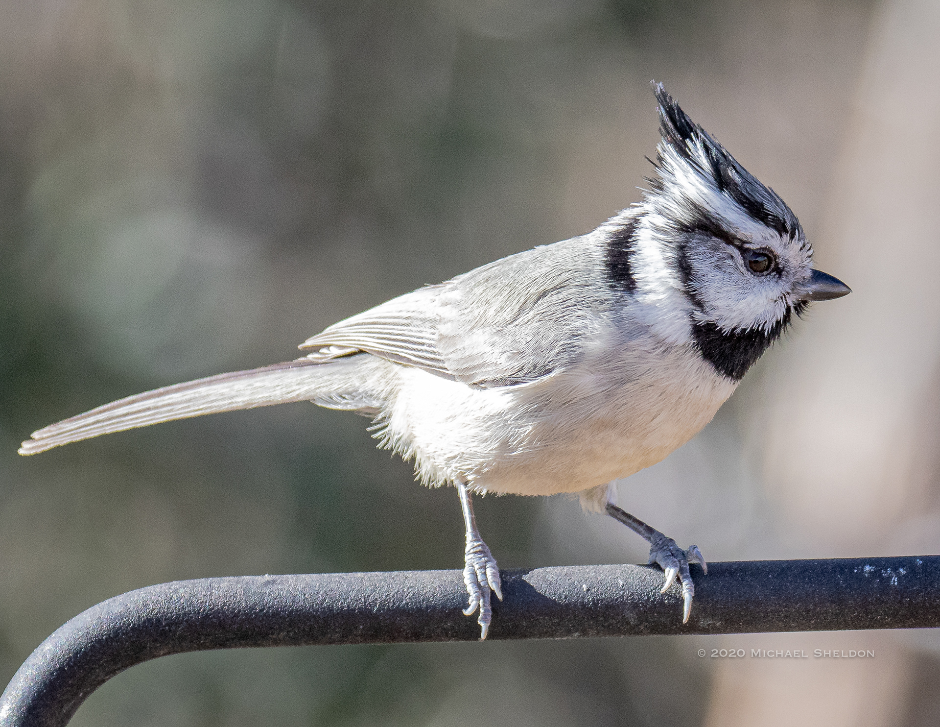 Bridled titmouse