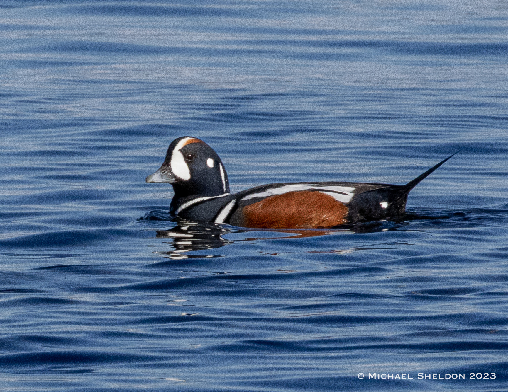 Harlequin duck