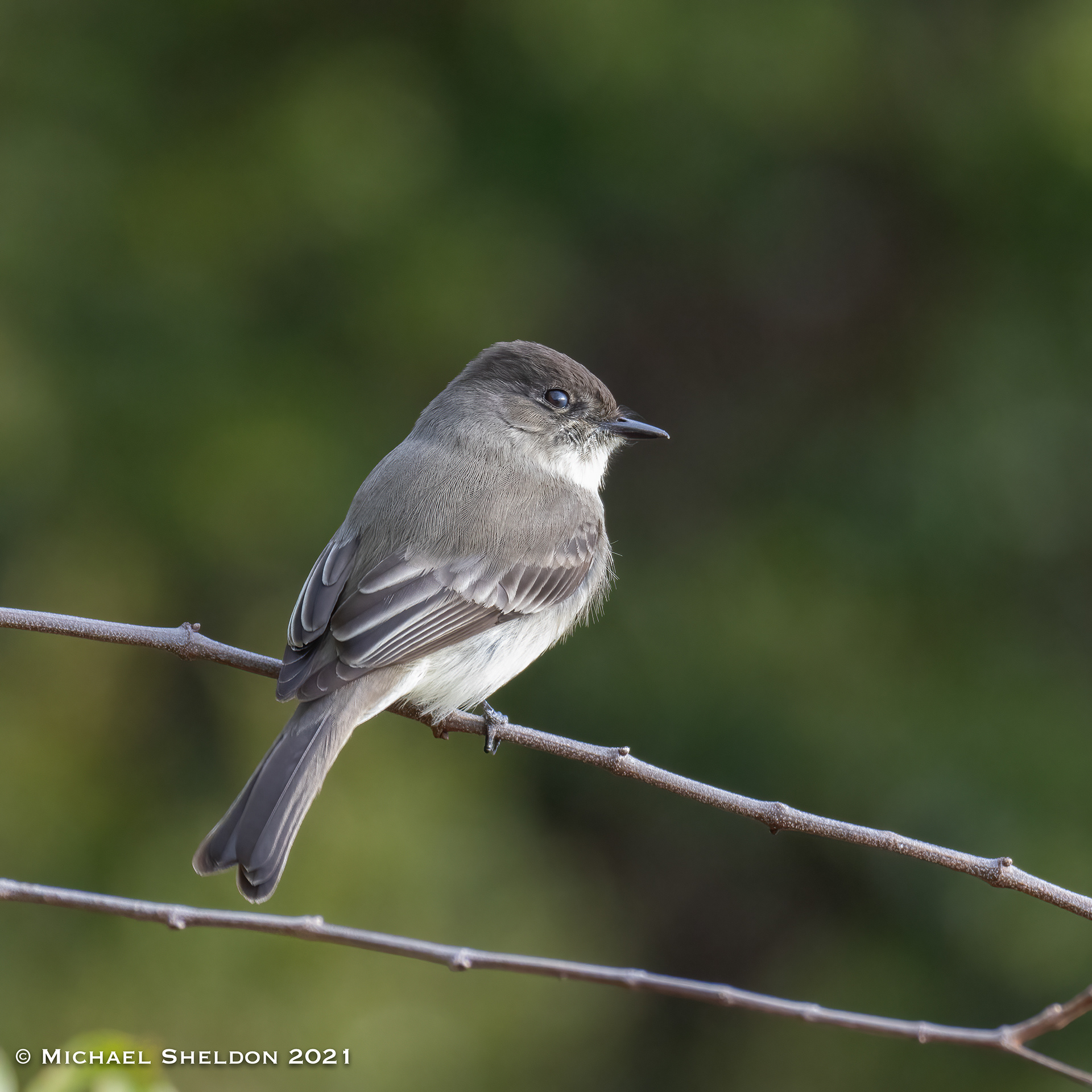 Eastern Phoebe