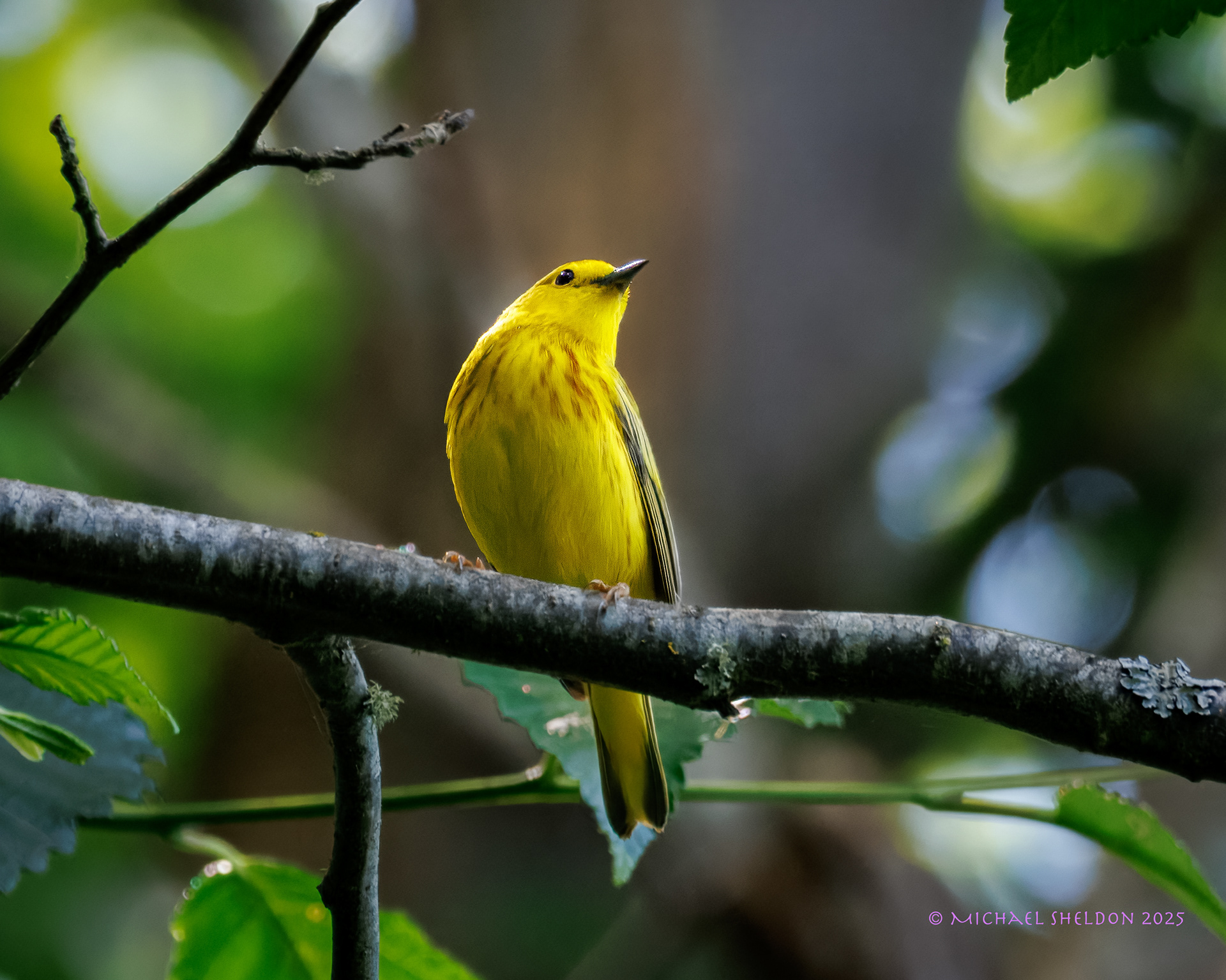 Yellow warbler