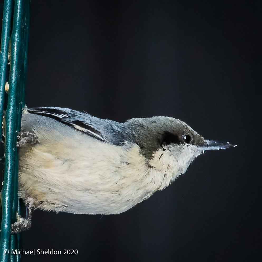 Pygmy nuthatch
