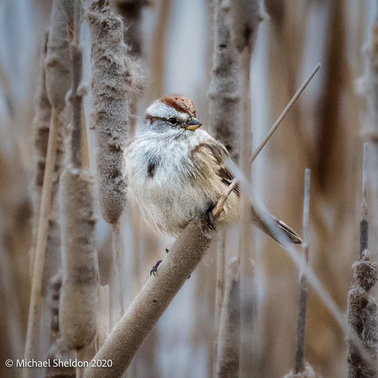 American Tree Sparrow