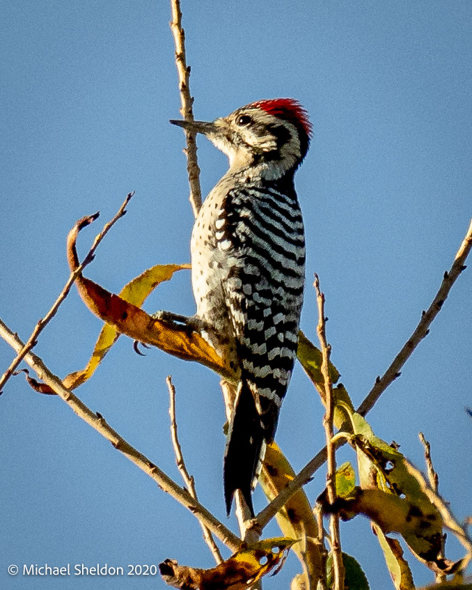 Ladderback Woodpecker