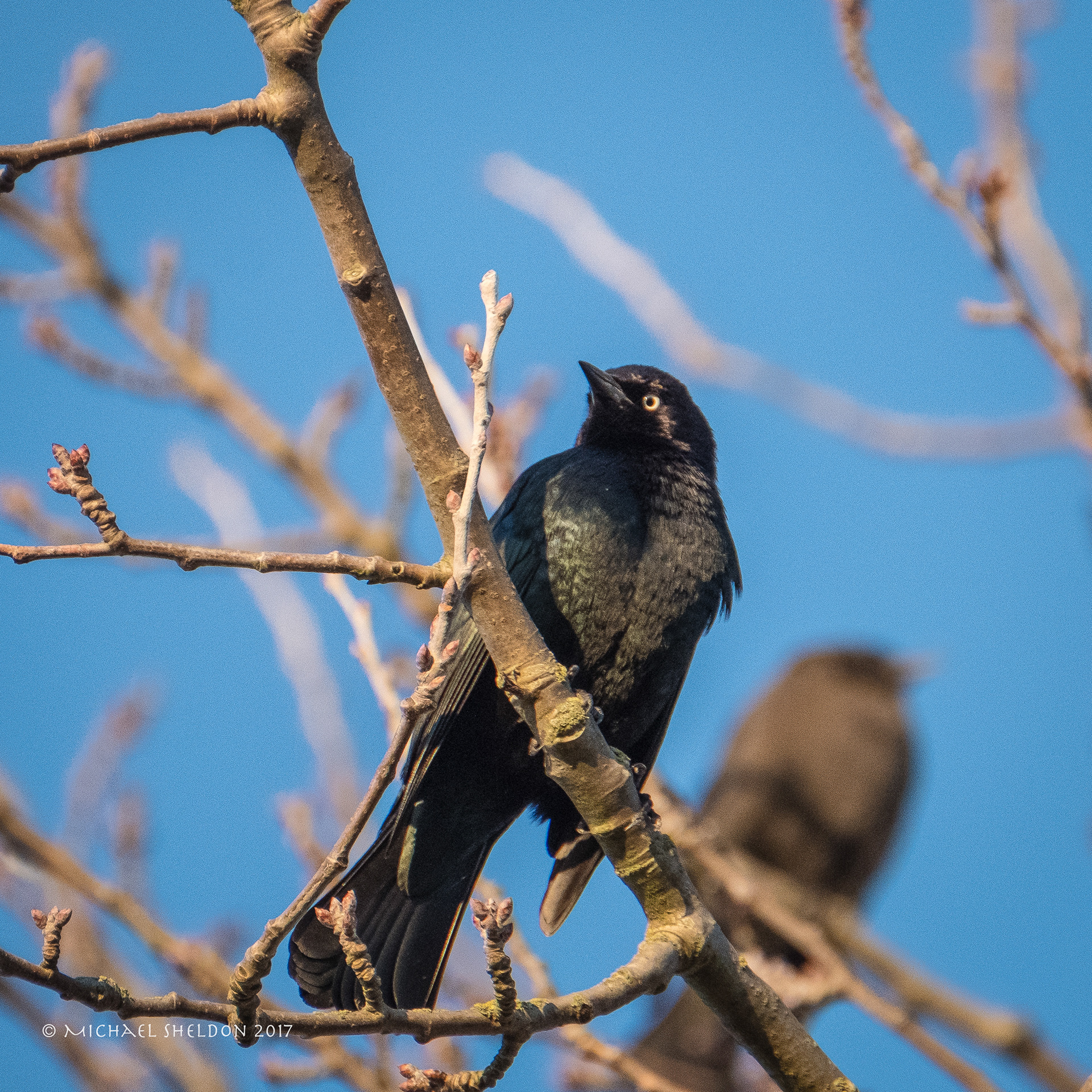 Brewer's blackbird