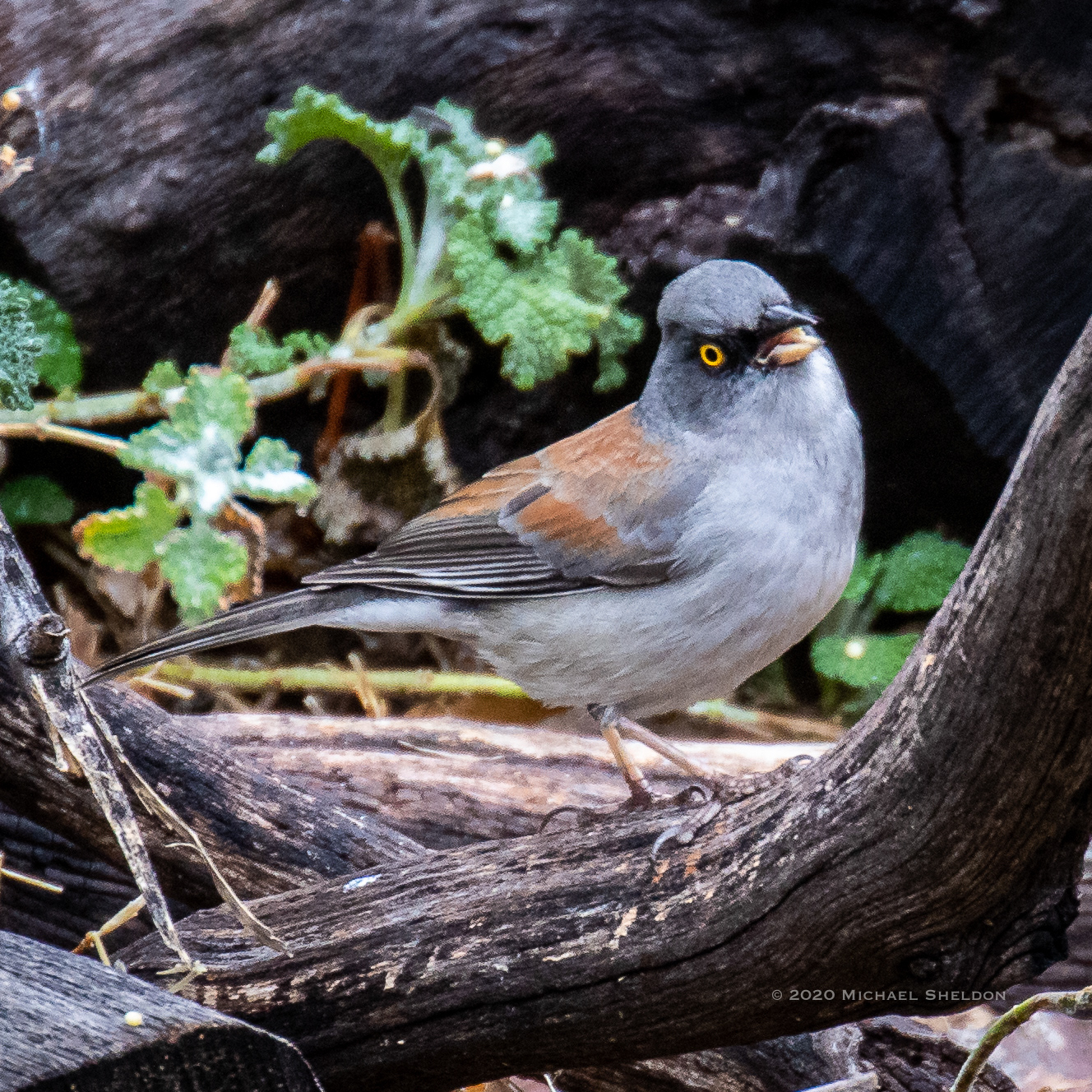 Yellow-eyed junco