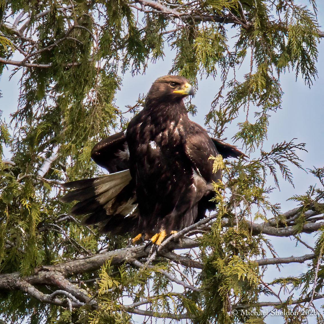Golden eagle
