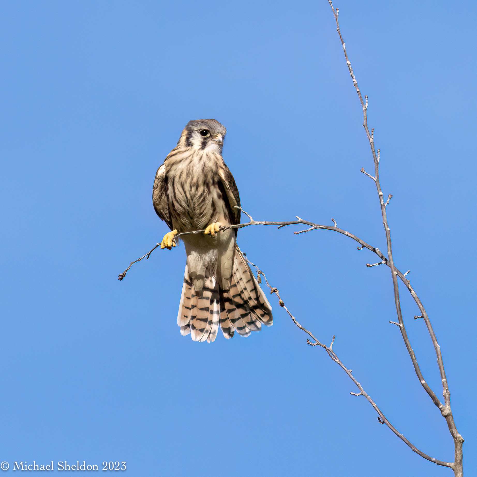 Kestrel