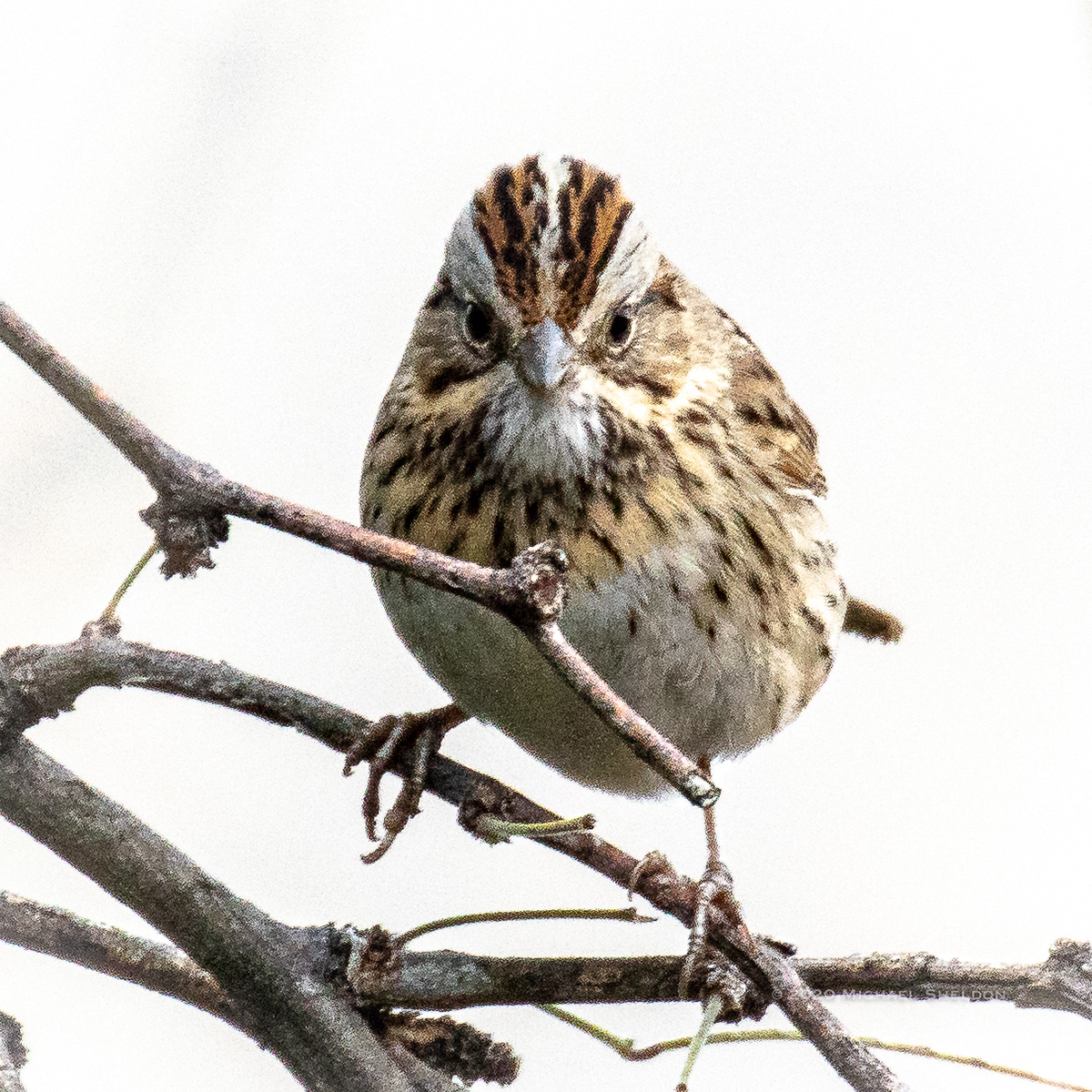 Lincoln sparrow