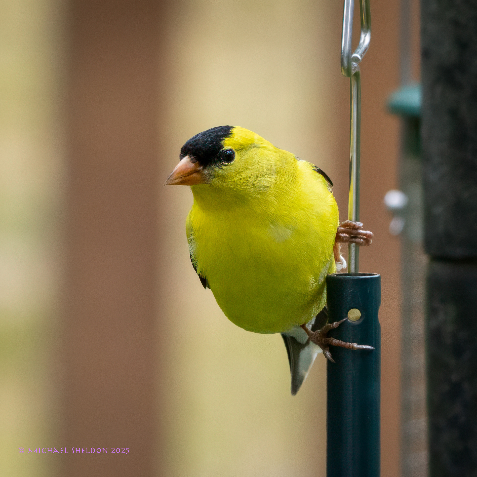 Goldfinch
