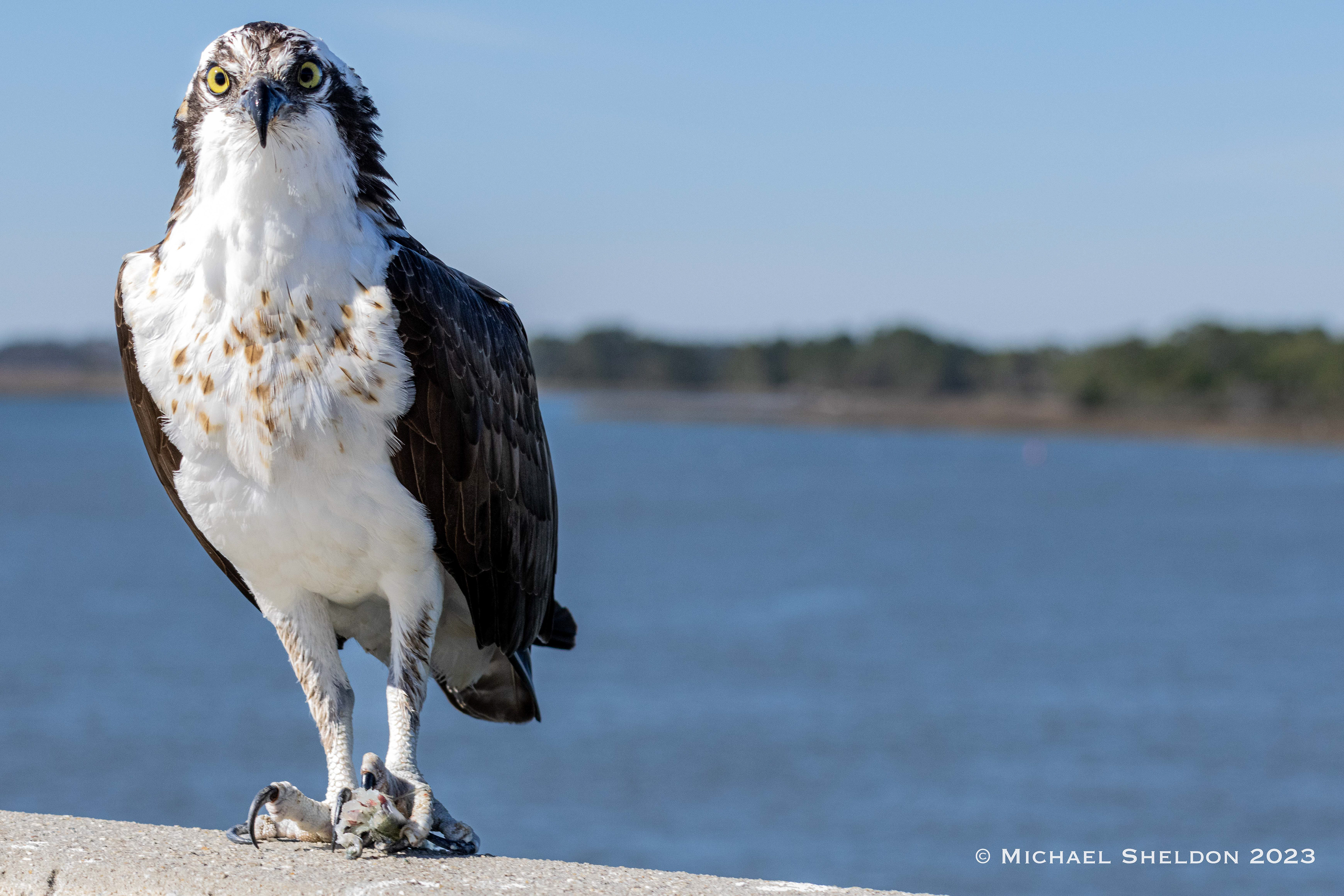 Osprey