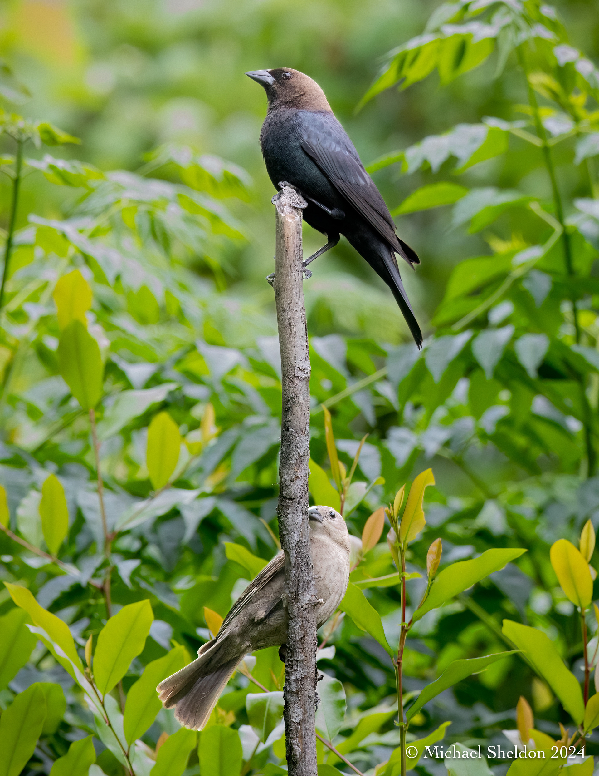 Brown-headed cowbirds