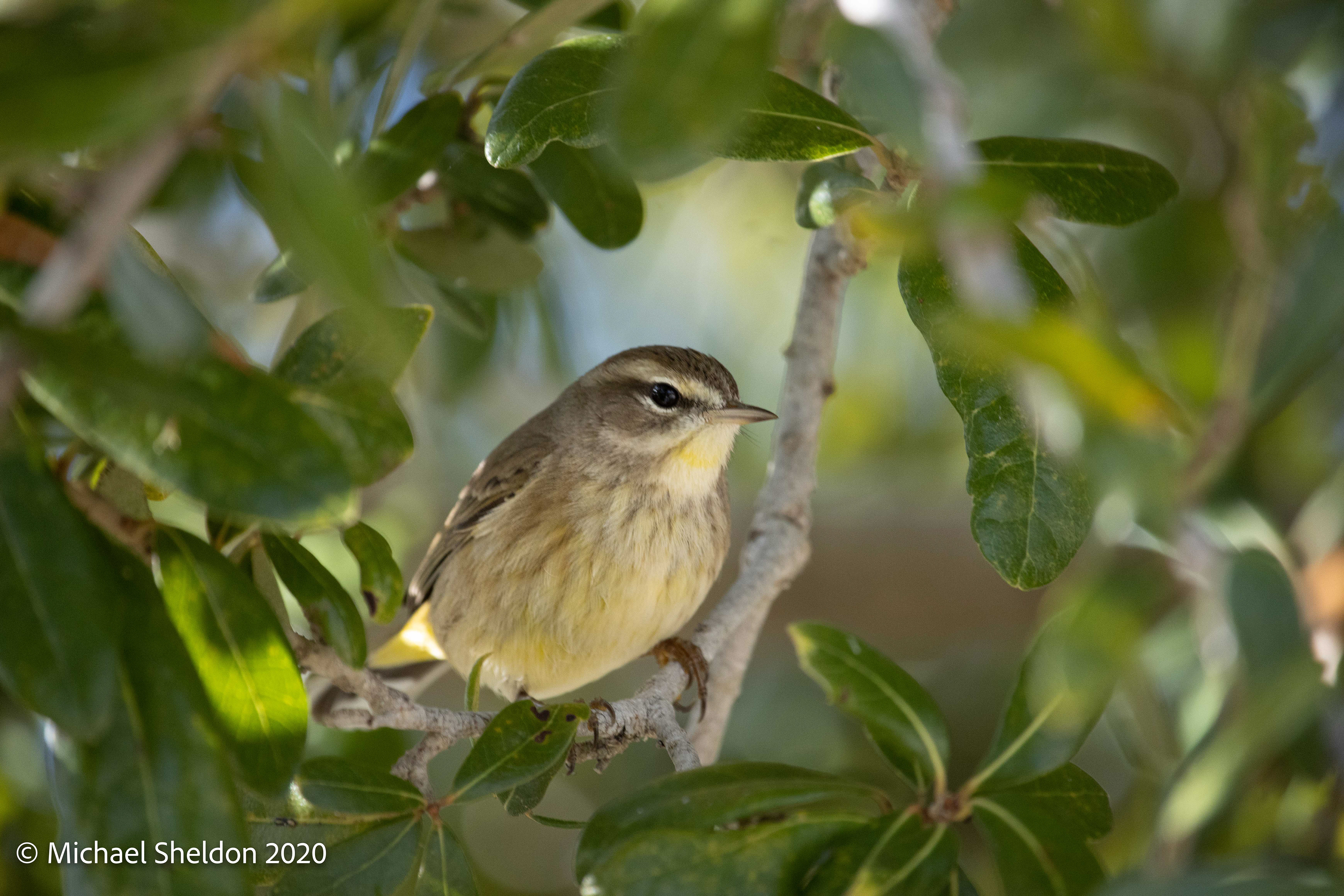 Palm Warbler