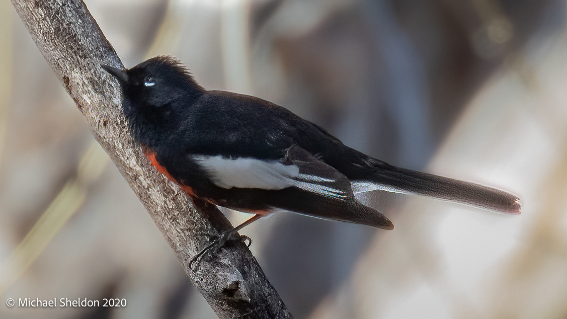 Painted Redstart