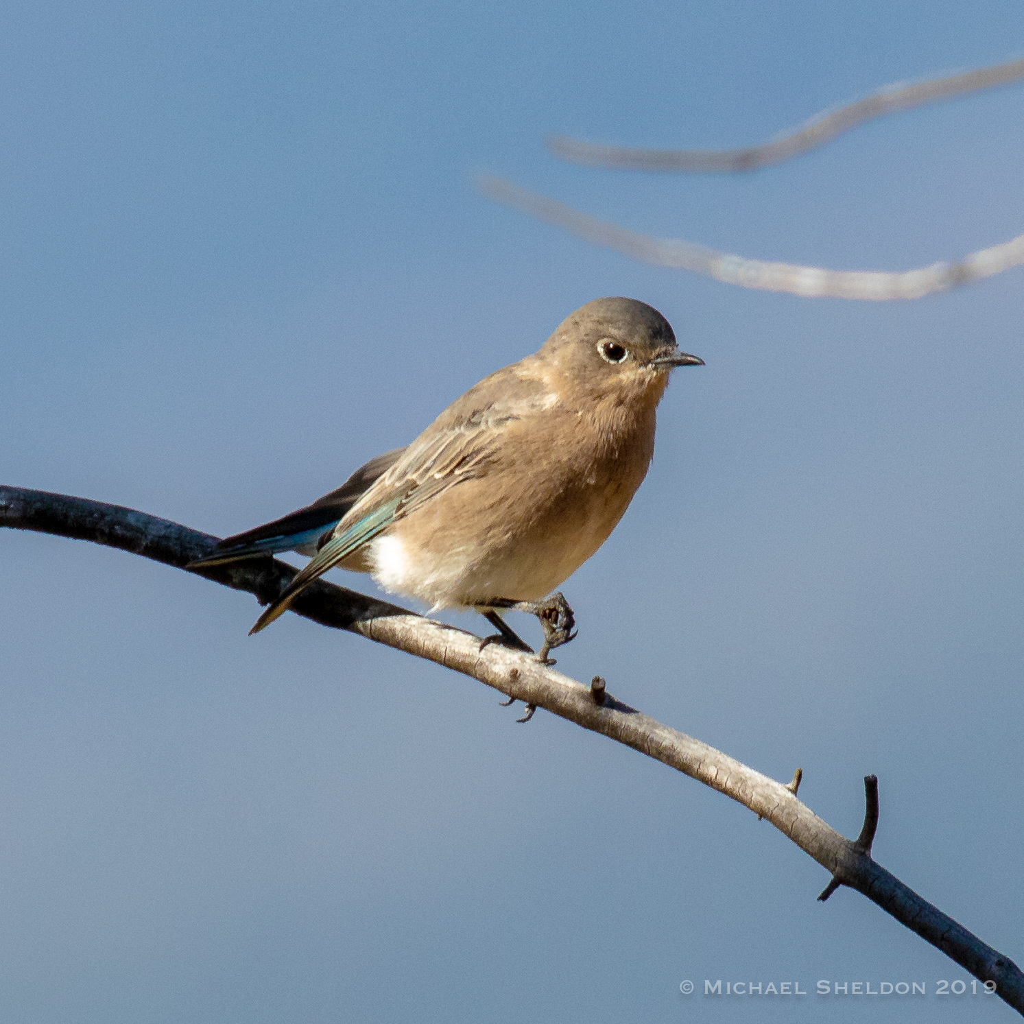 Mountain Bluebird (f/j)