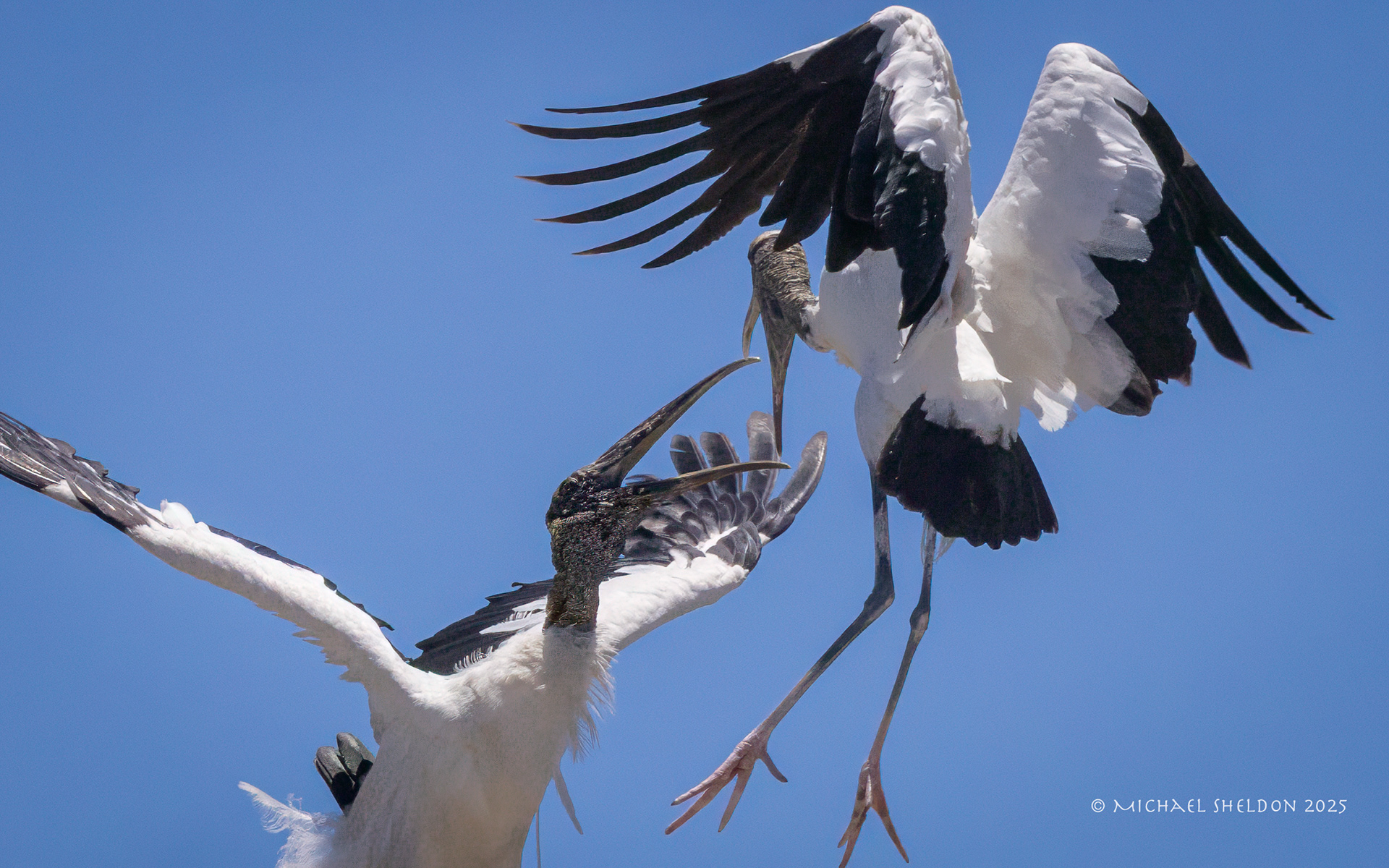 Wood storks