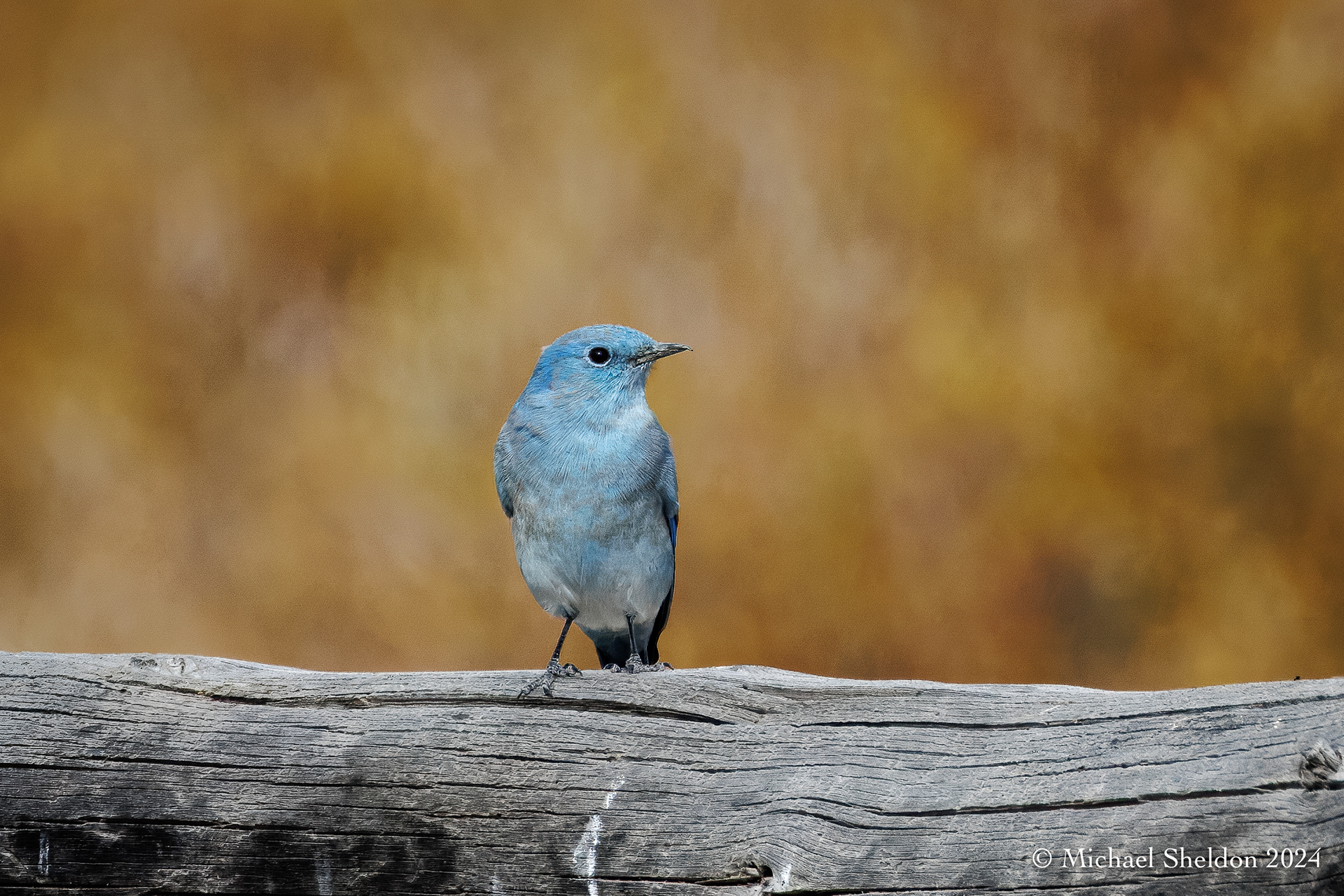 Mountain bluebird