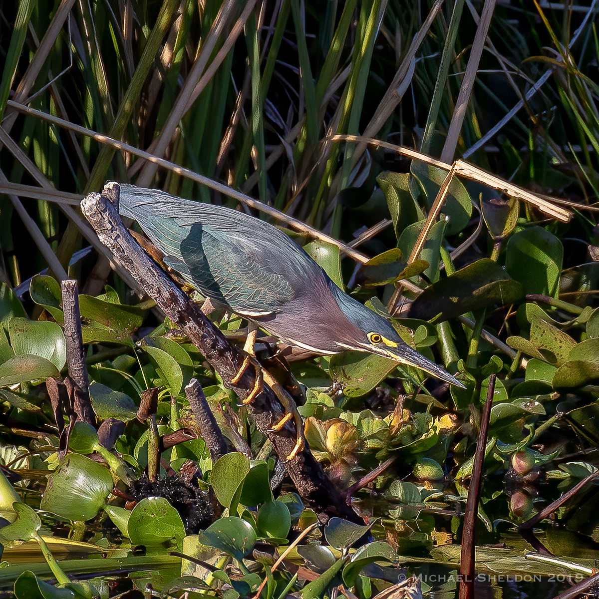 Green Heron
