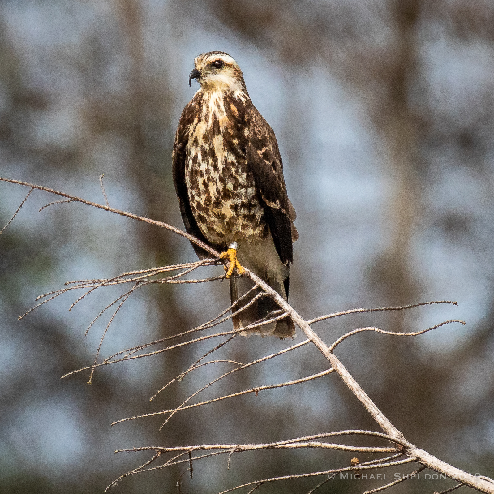Snail Kite