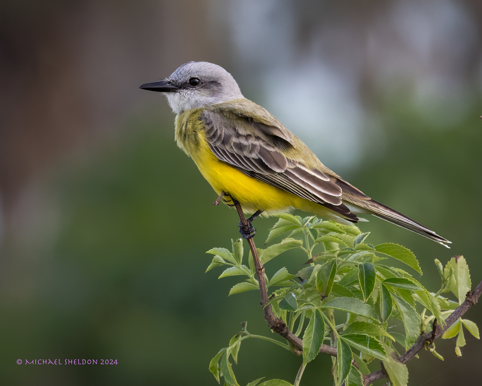 Tropical kingbird