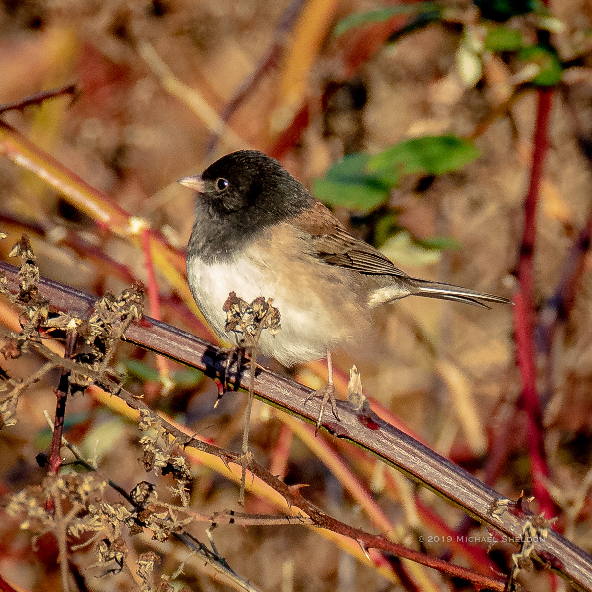 Oregon junco