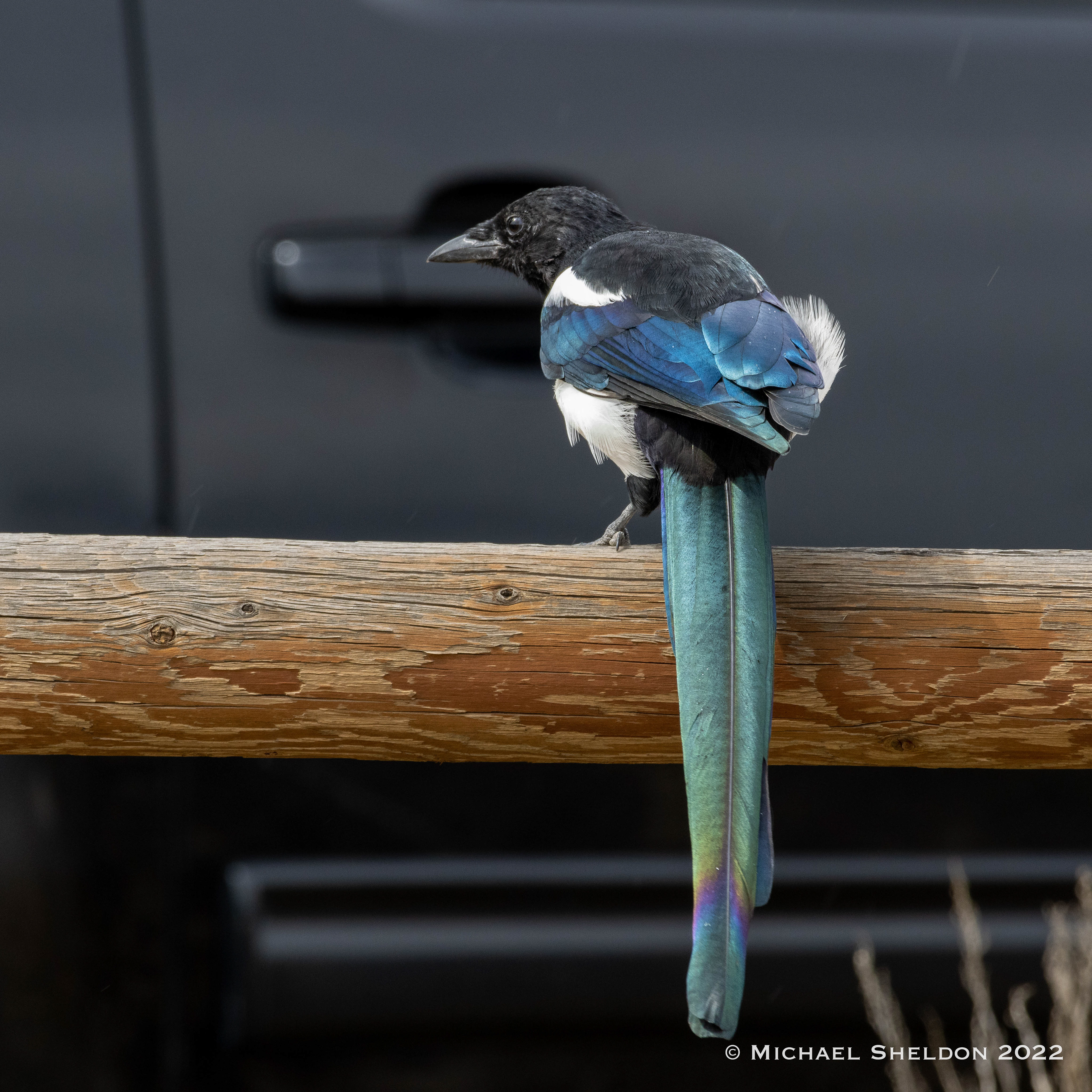 Black-billed magpie