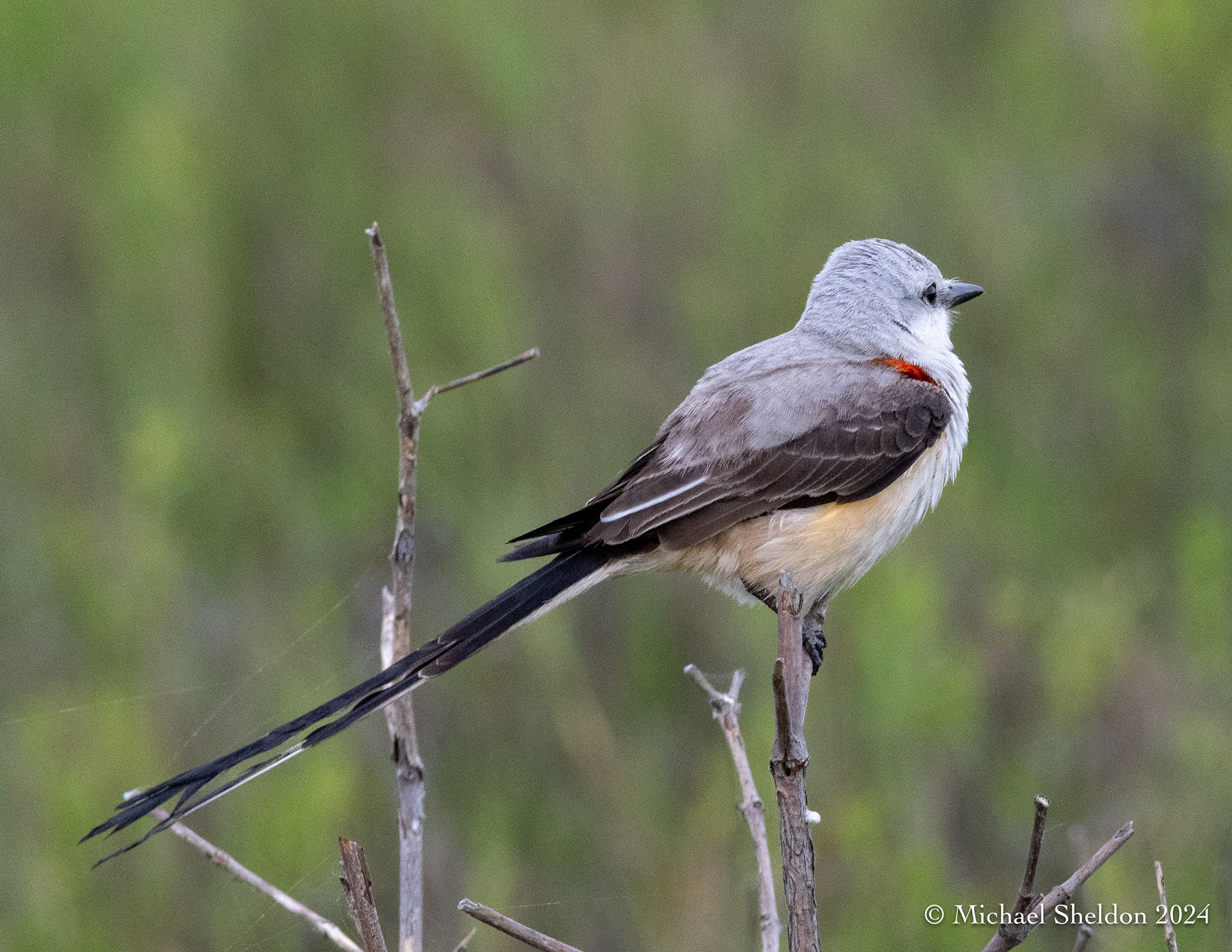 Scissors-tailed flycatcher