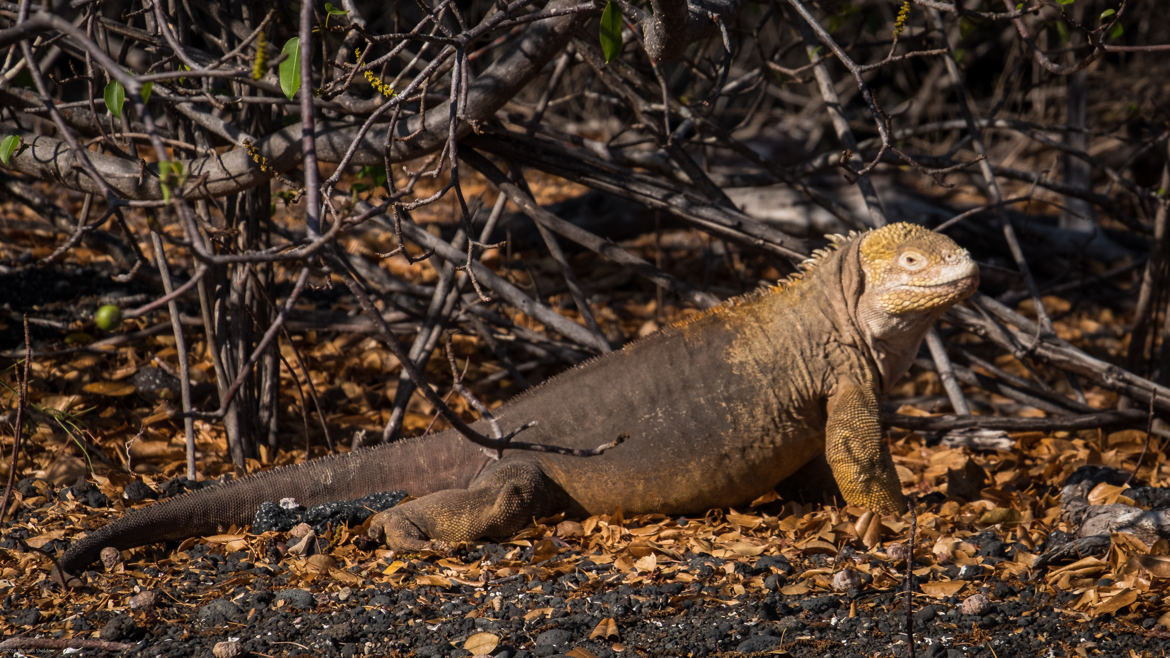 Land Iguana