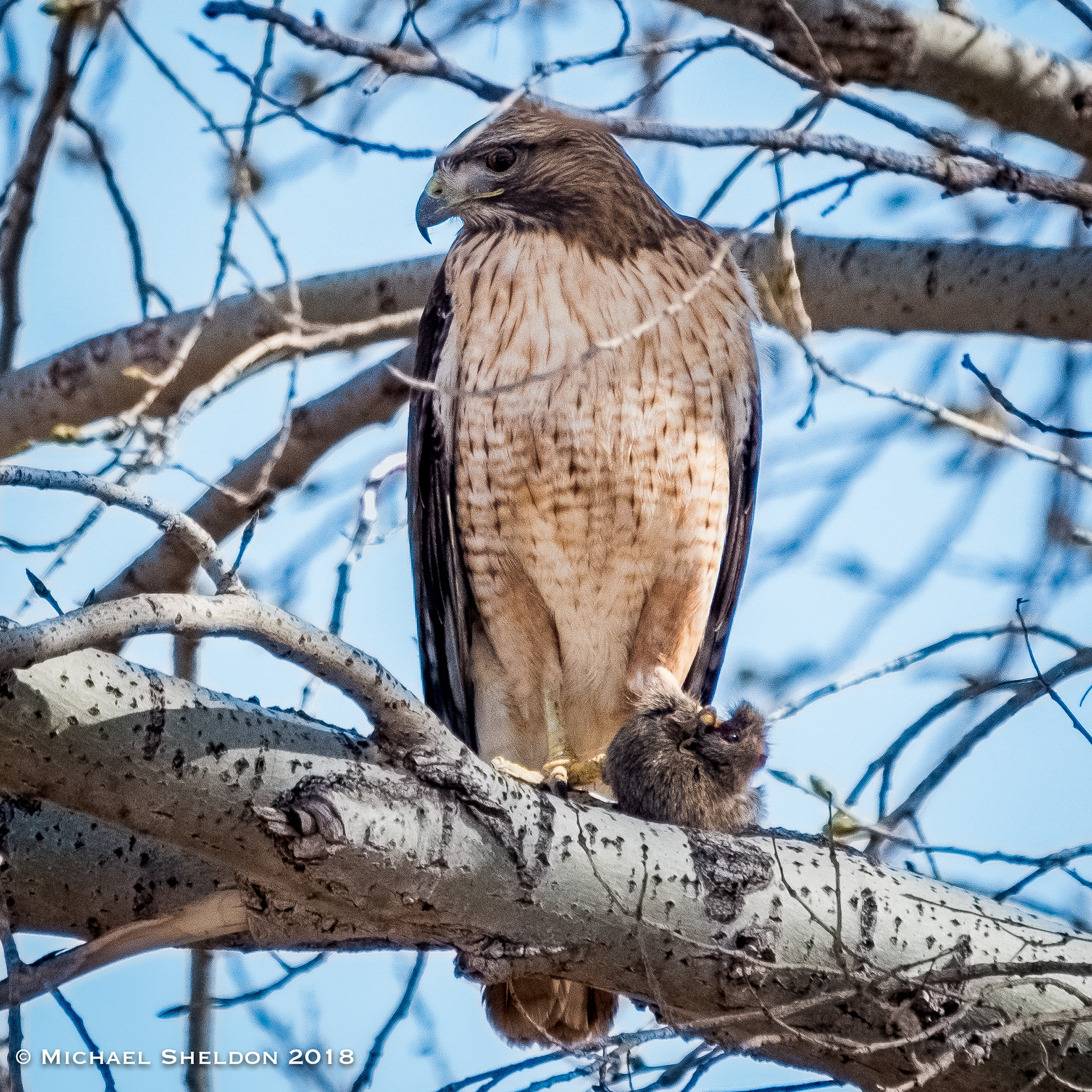 Red-tail Hawk
