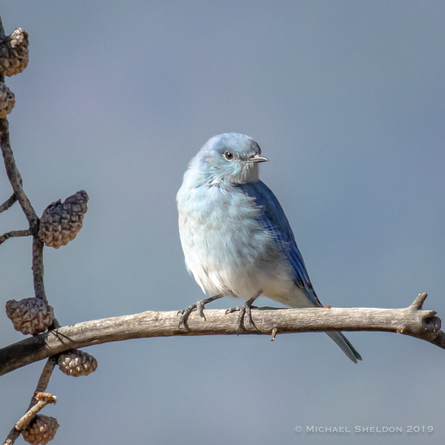 Mountain Bluebird (m)