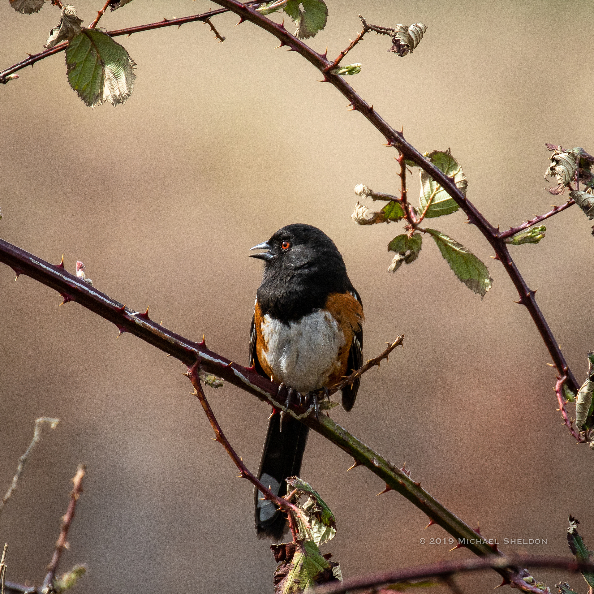 Spotted towhee