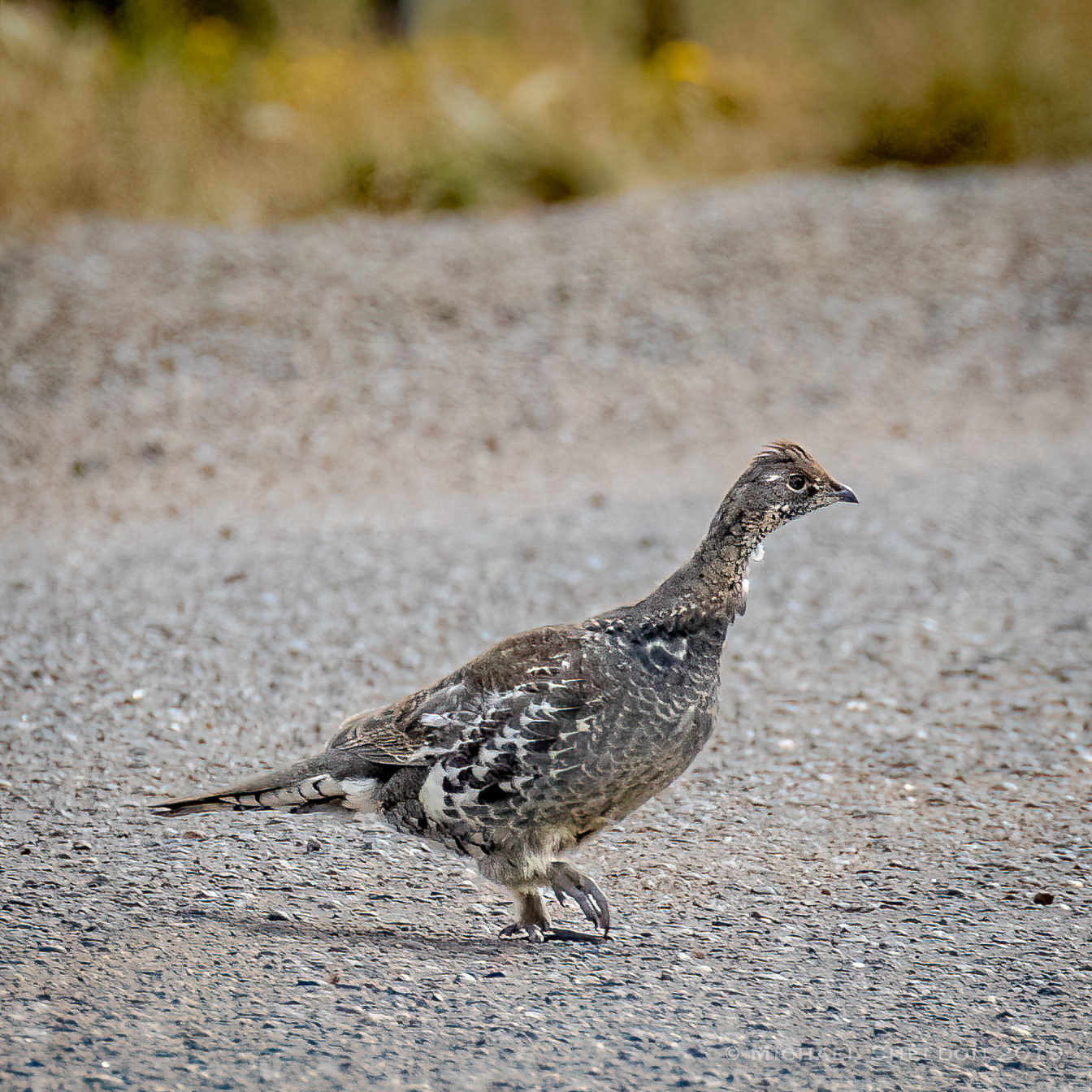 Dusky Grouse