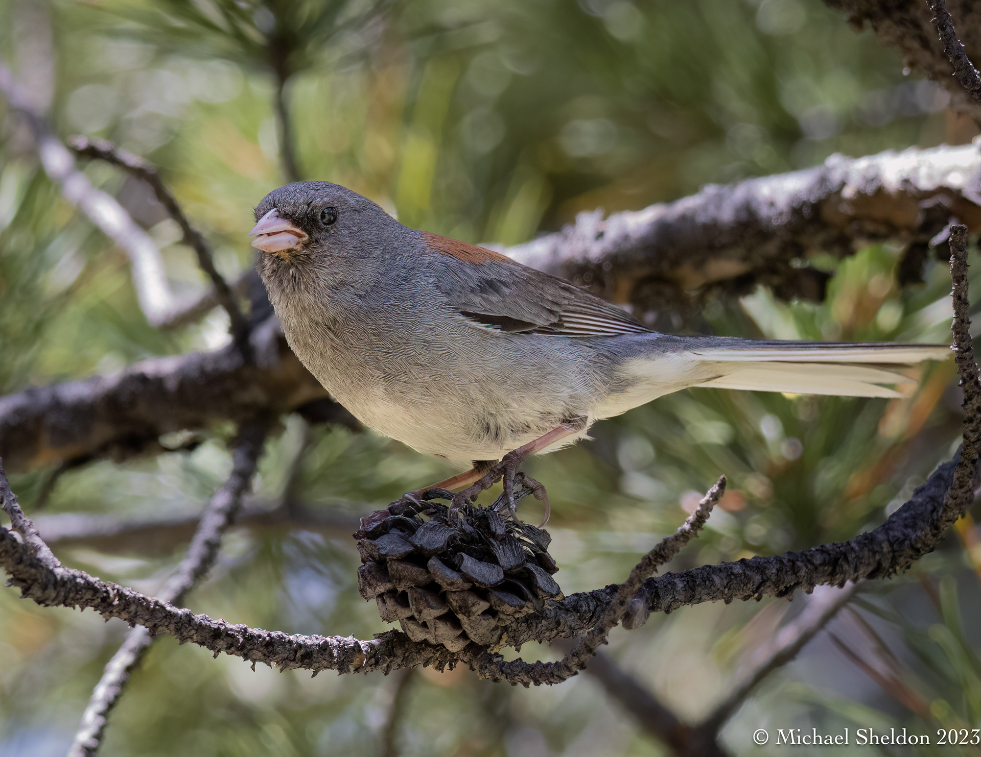 Dark-eyed junco (red-backed)