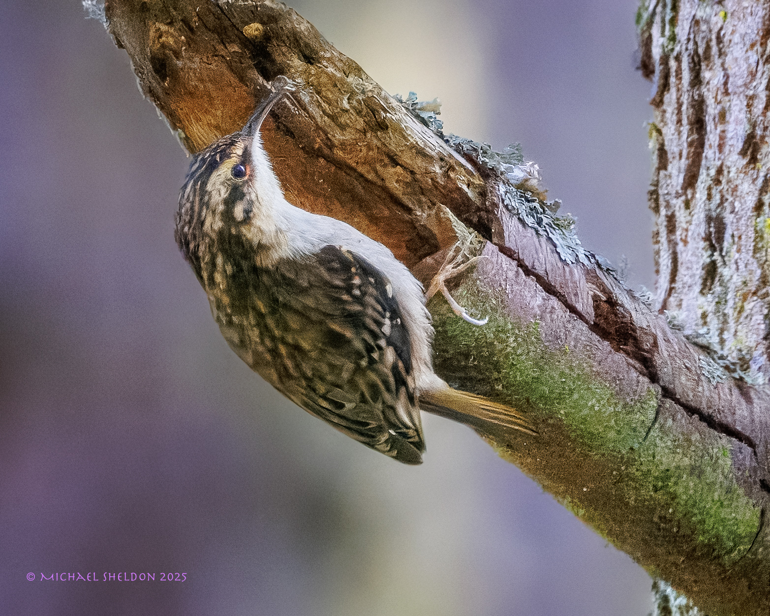 Brown creeper