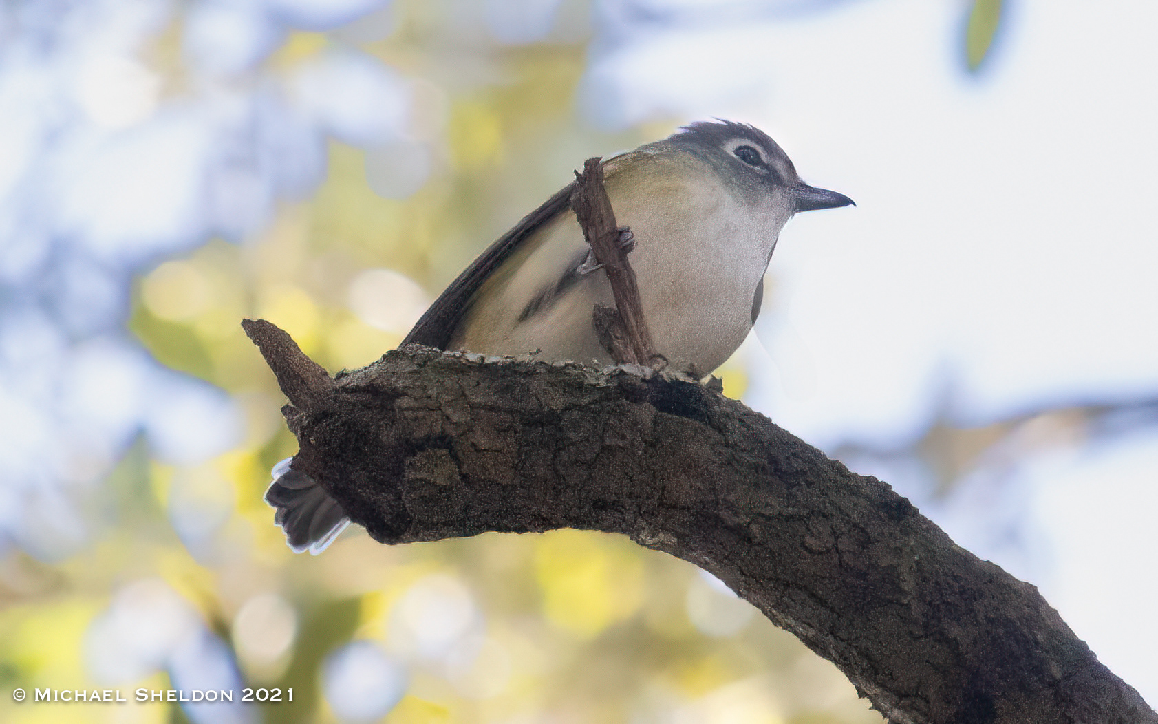 Blue-headed Vireo