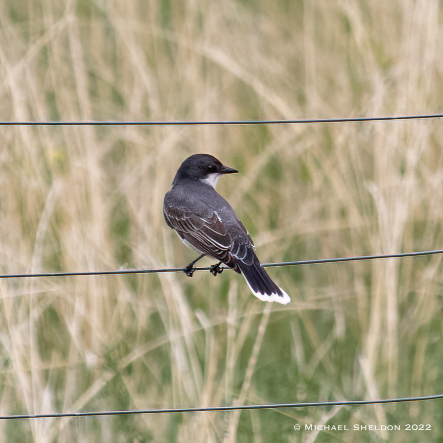 Eastern Kingbird
