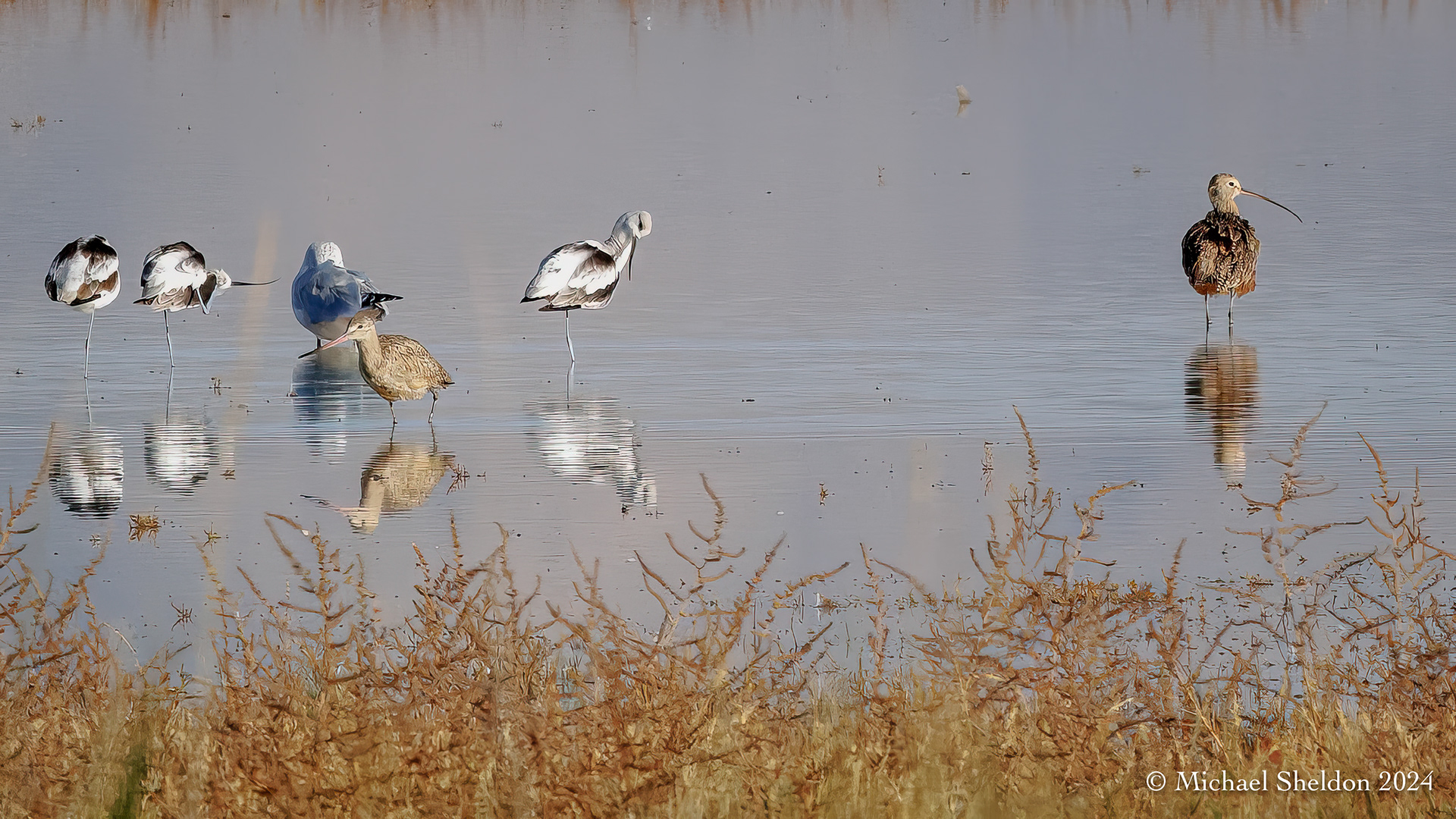 Avocets, marbled godwit, long-billed curlew