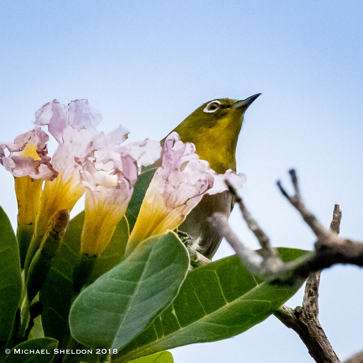 Warbling White-eye