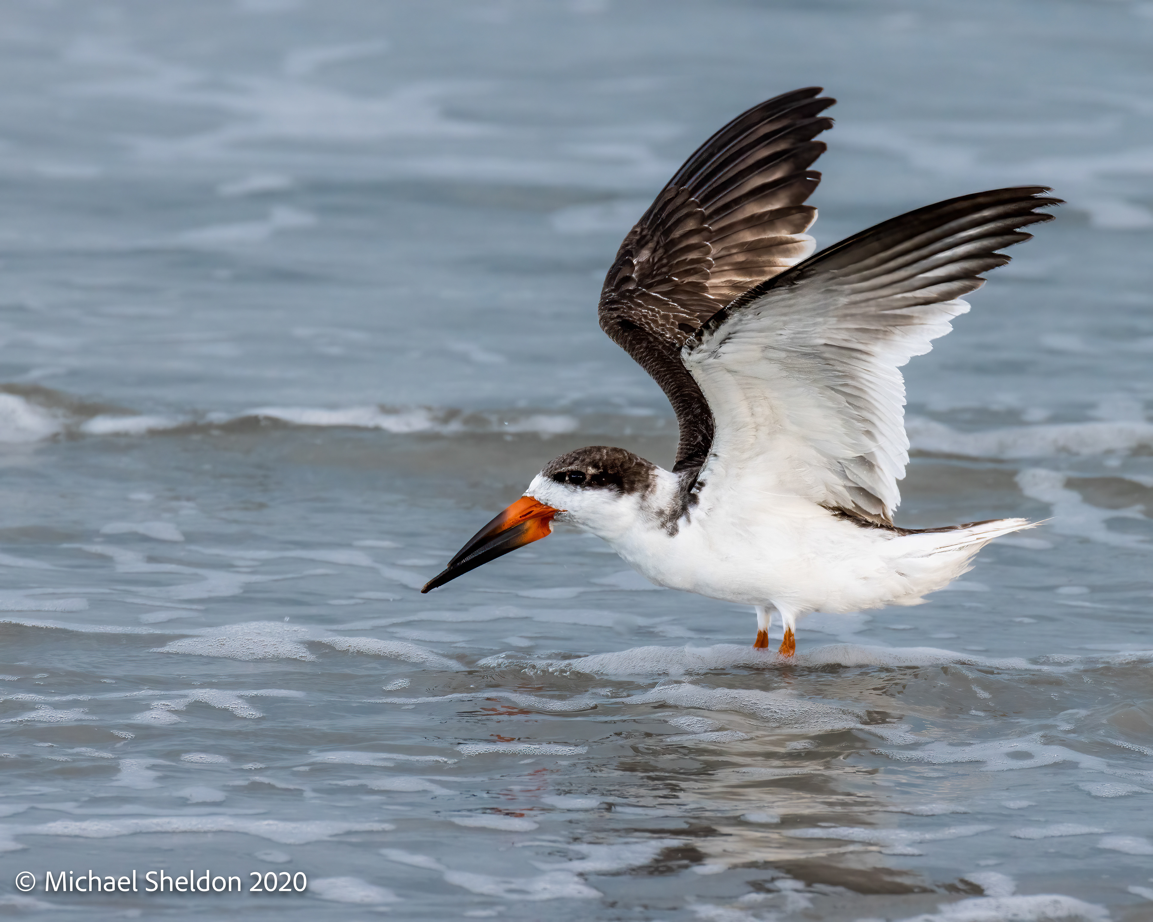 Black Skimmer