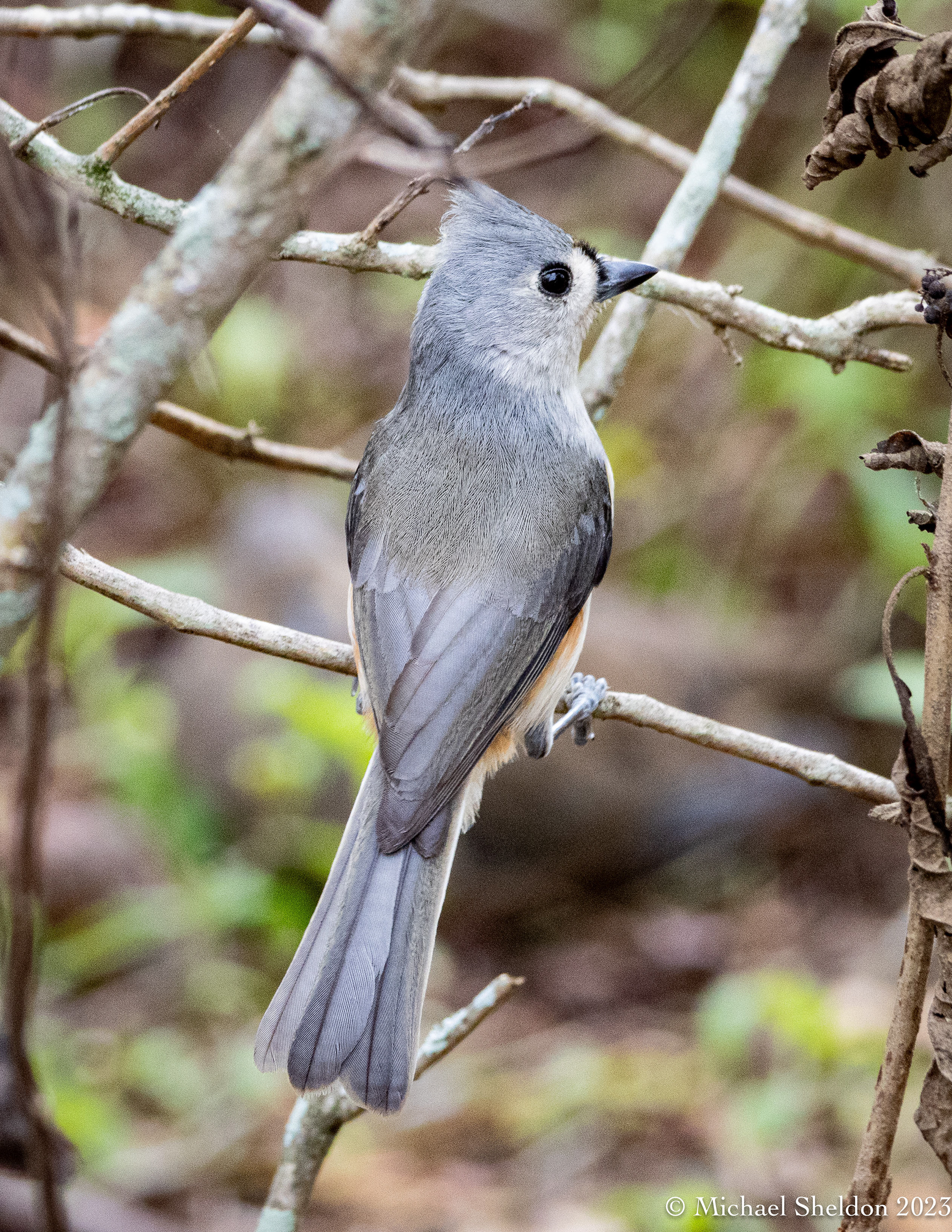 Tufted titmouse