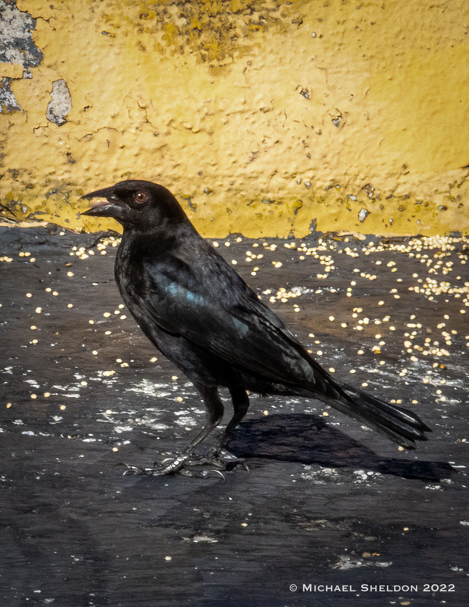 Bronzed Cowbird