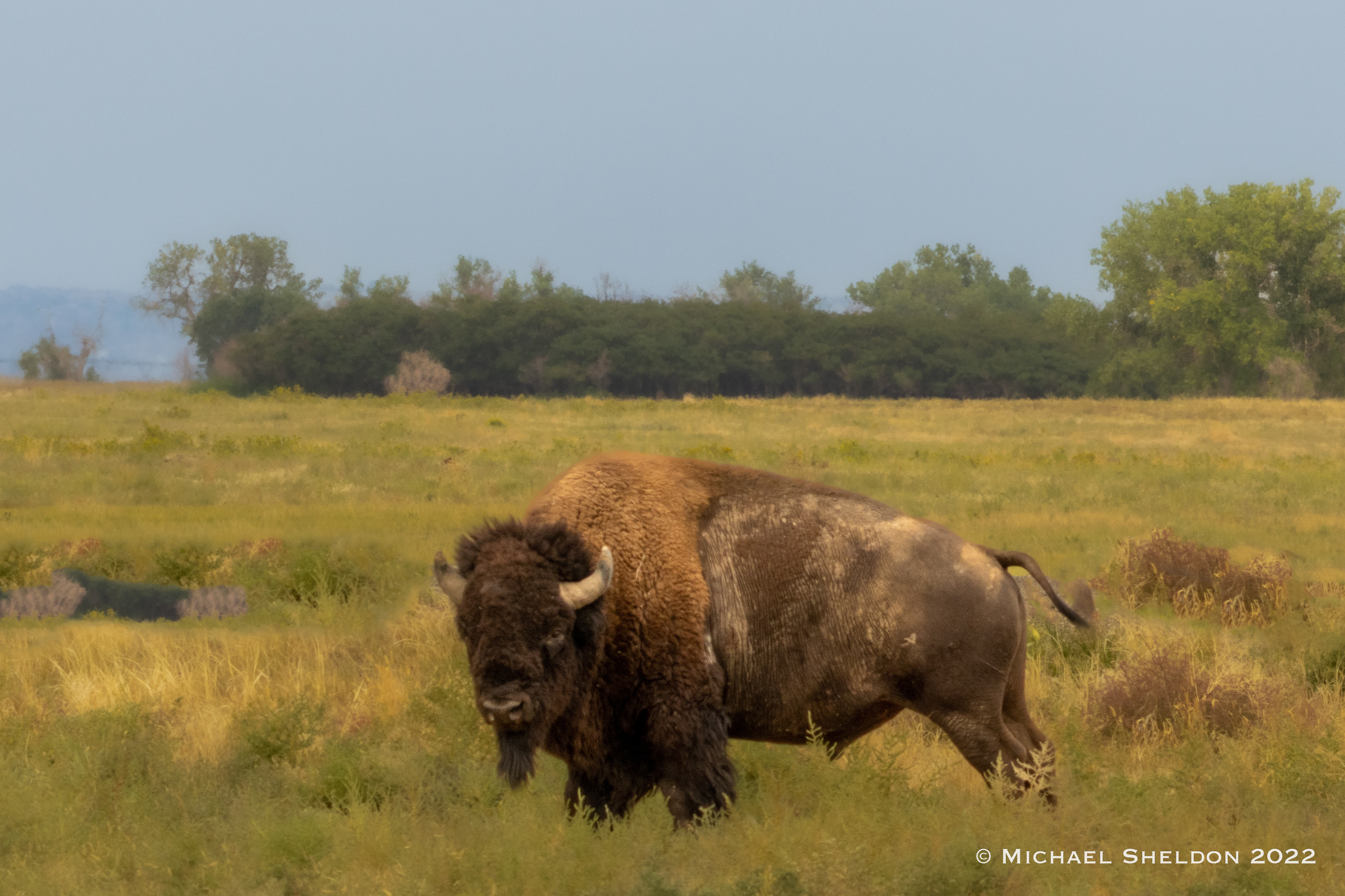 The bison...
