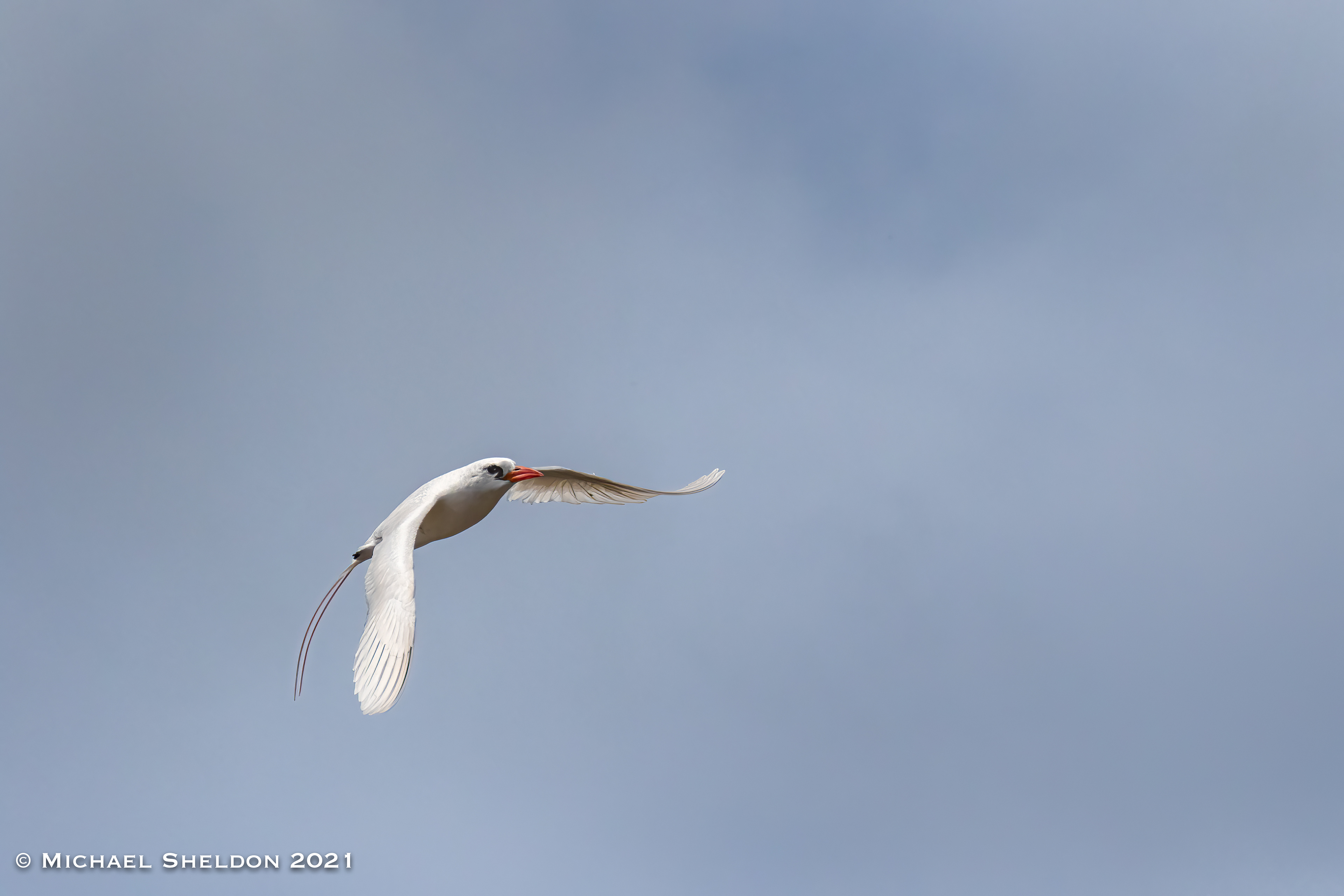 Red-tailed Tropicbird