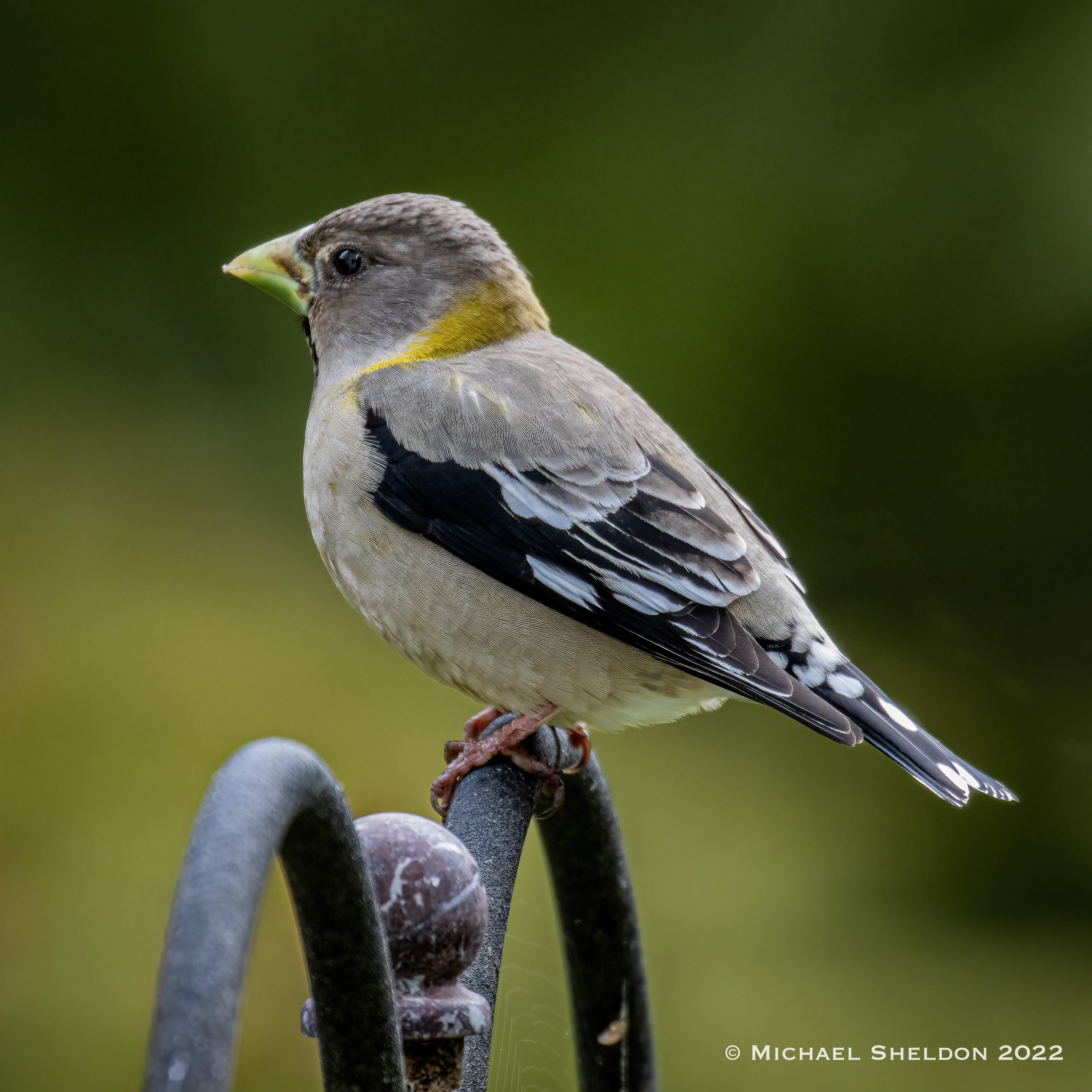 Evening Grosbeak (f)
