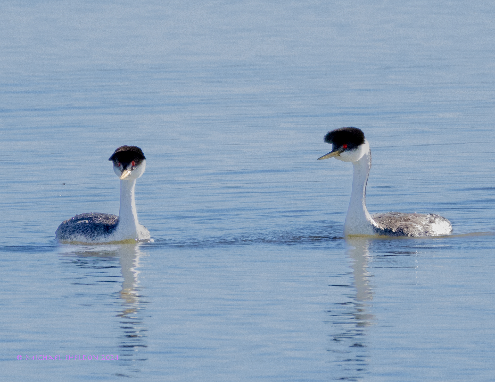 Western grebes