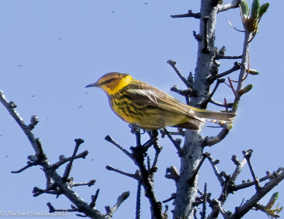 Cape May warbler