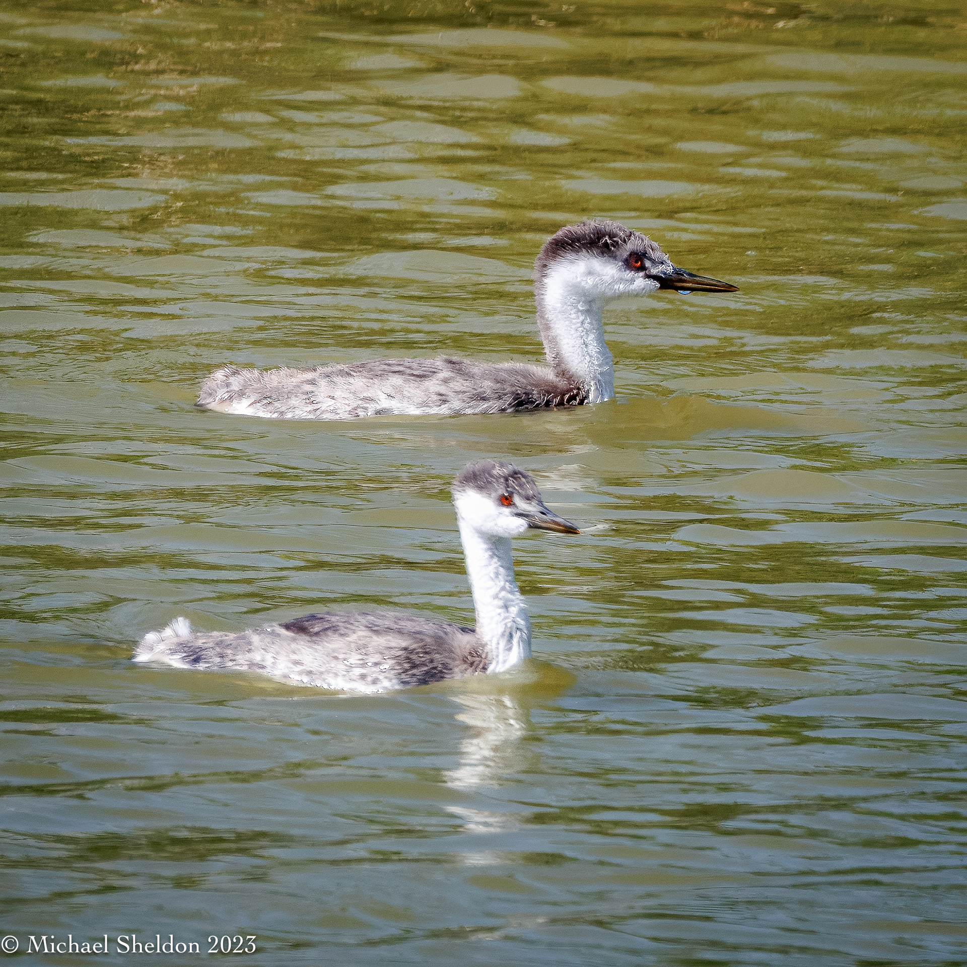 Western grebe